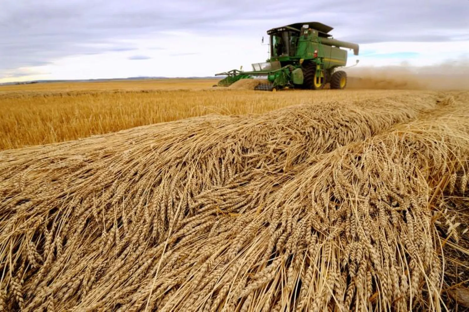  Tara Giles operates a combine as she harvests wheat on a 160-acre field located south of High River, Alberta, September 28, 2013. REUTERS/Mike Sturk/File Photo
