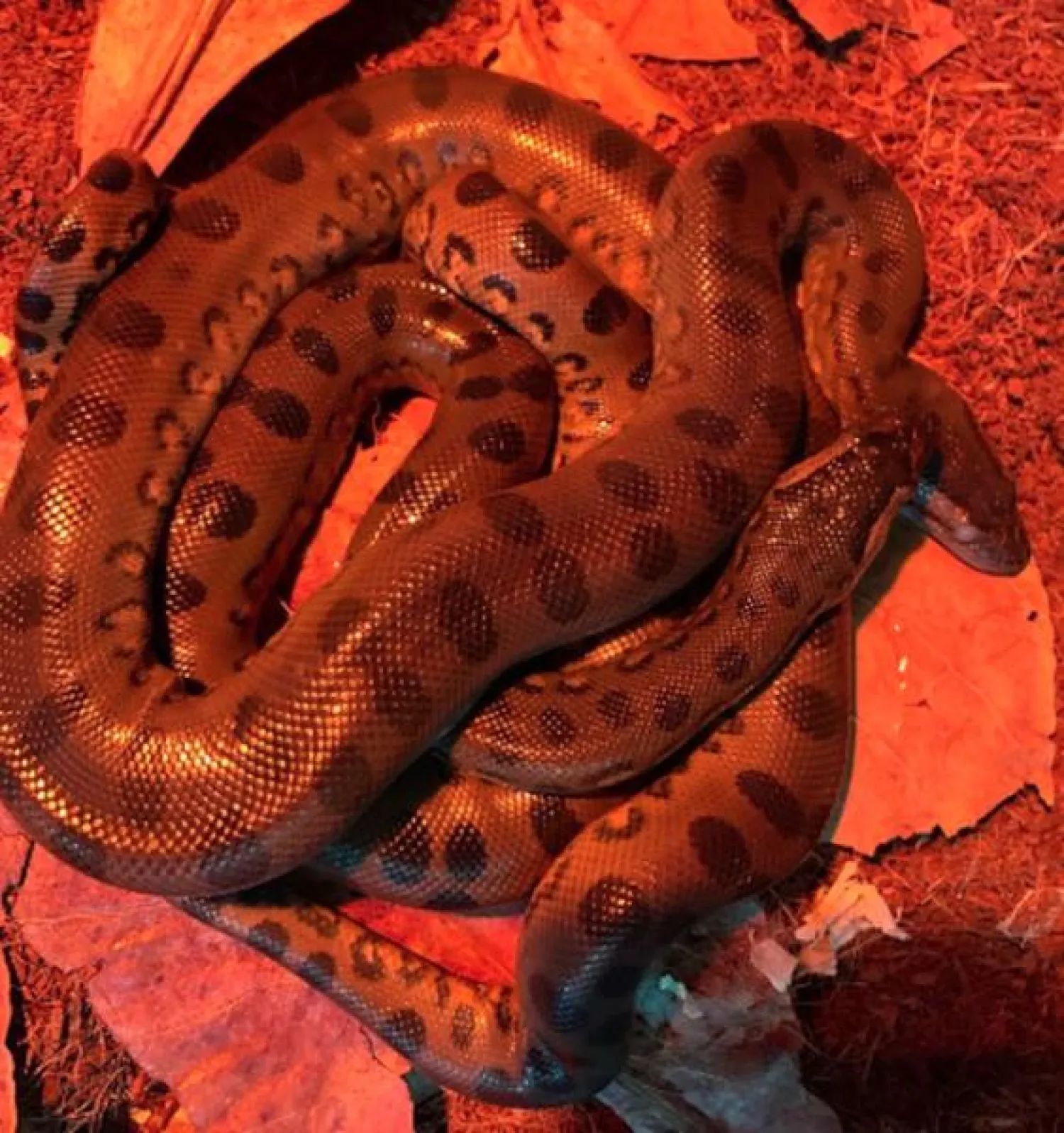 الأفعى «آنّا» (ميرور)