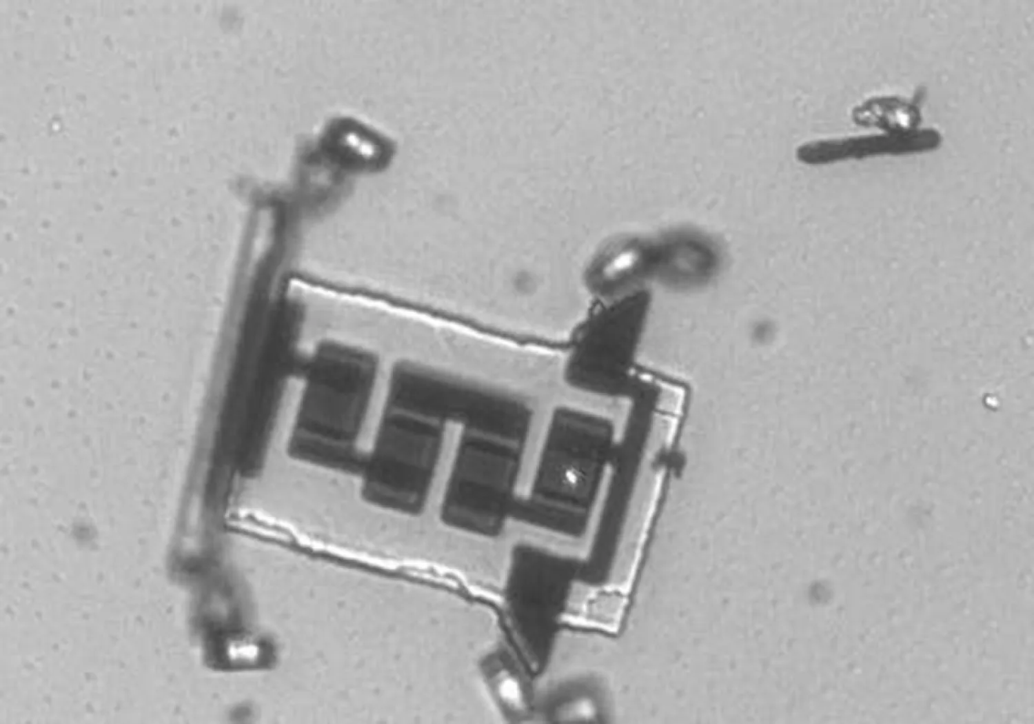 A microbot alongside a paramecium. Researchers envision using the tiny crawlers to measure signals in the brain. | Credit Marc Miskin, University of Pennsylvania and Cornell University