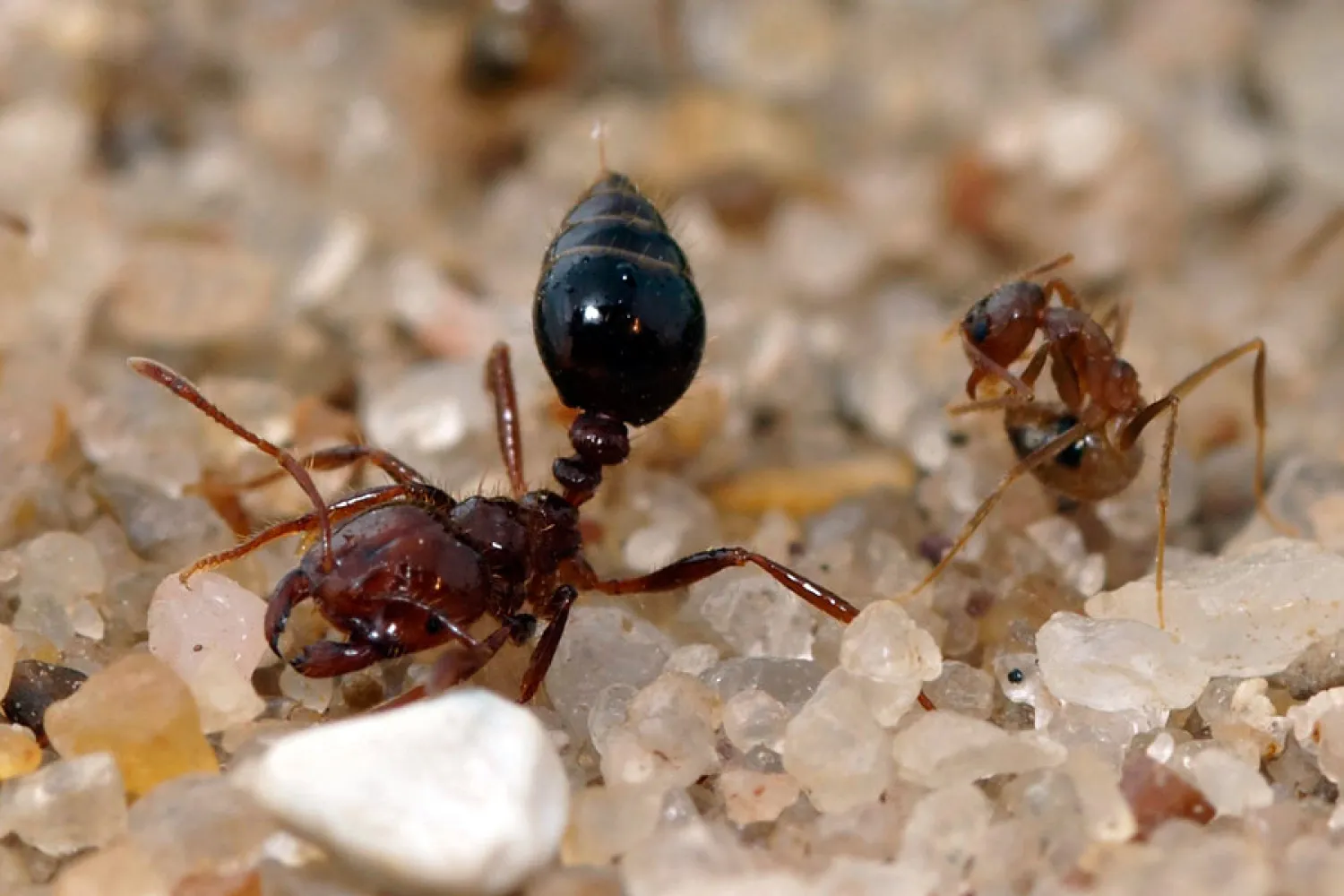  Tawny crazy ant is pictured engaging in detoxification behavior next to an imported fire and dispensing venom, in this undated photo. Lawrence Gilbert/Courtesy via Reuters.