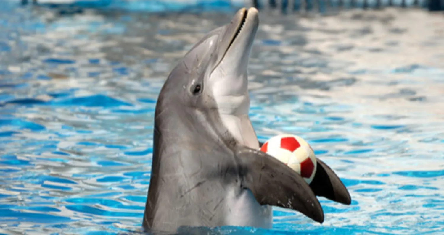 ناشطون يطالبون بوقف عروض الدلافين في متنزهات {سي وورلد} الأميركية