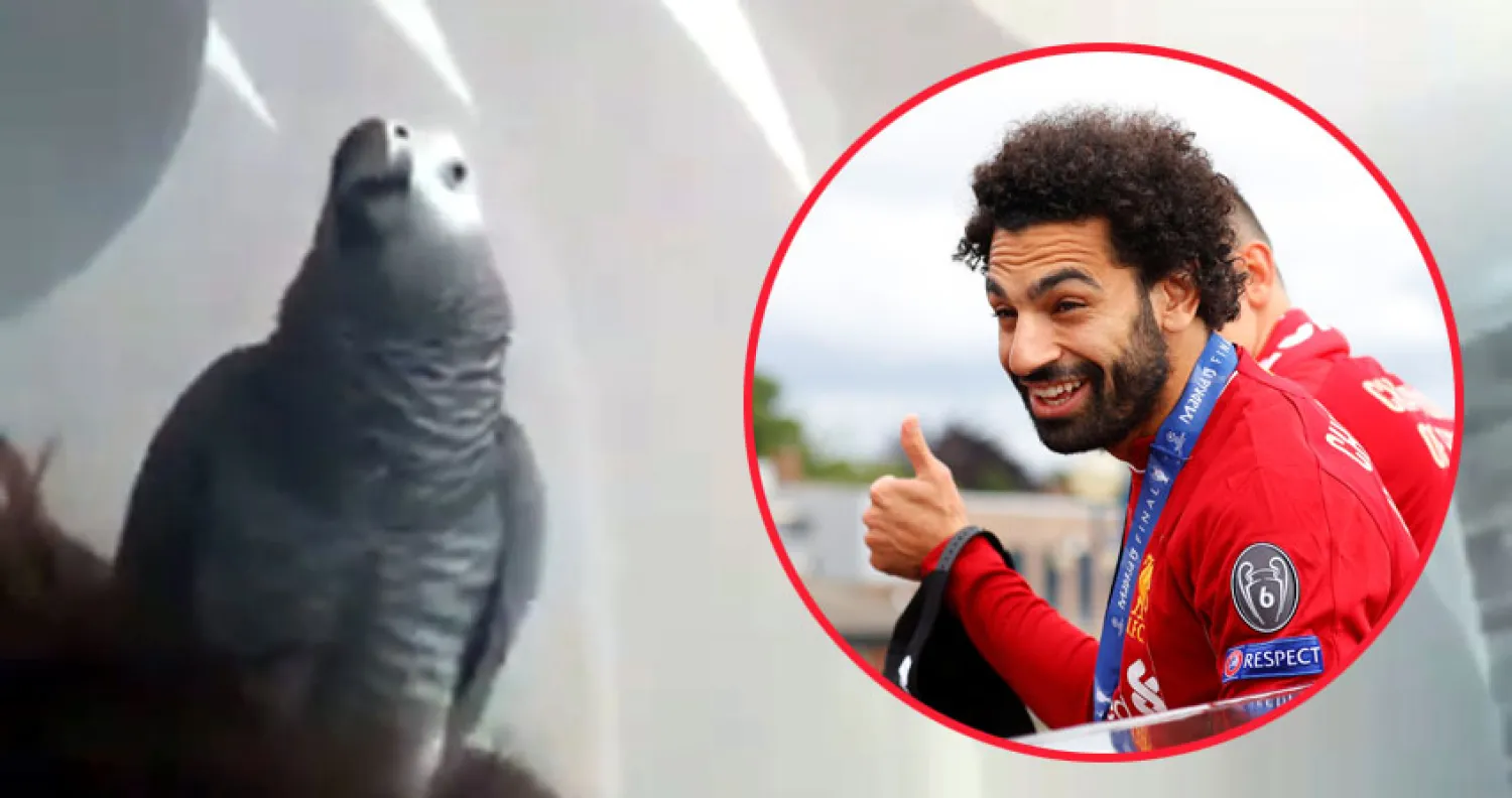 النجم المصري محمد صلاح 