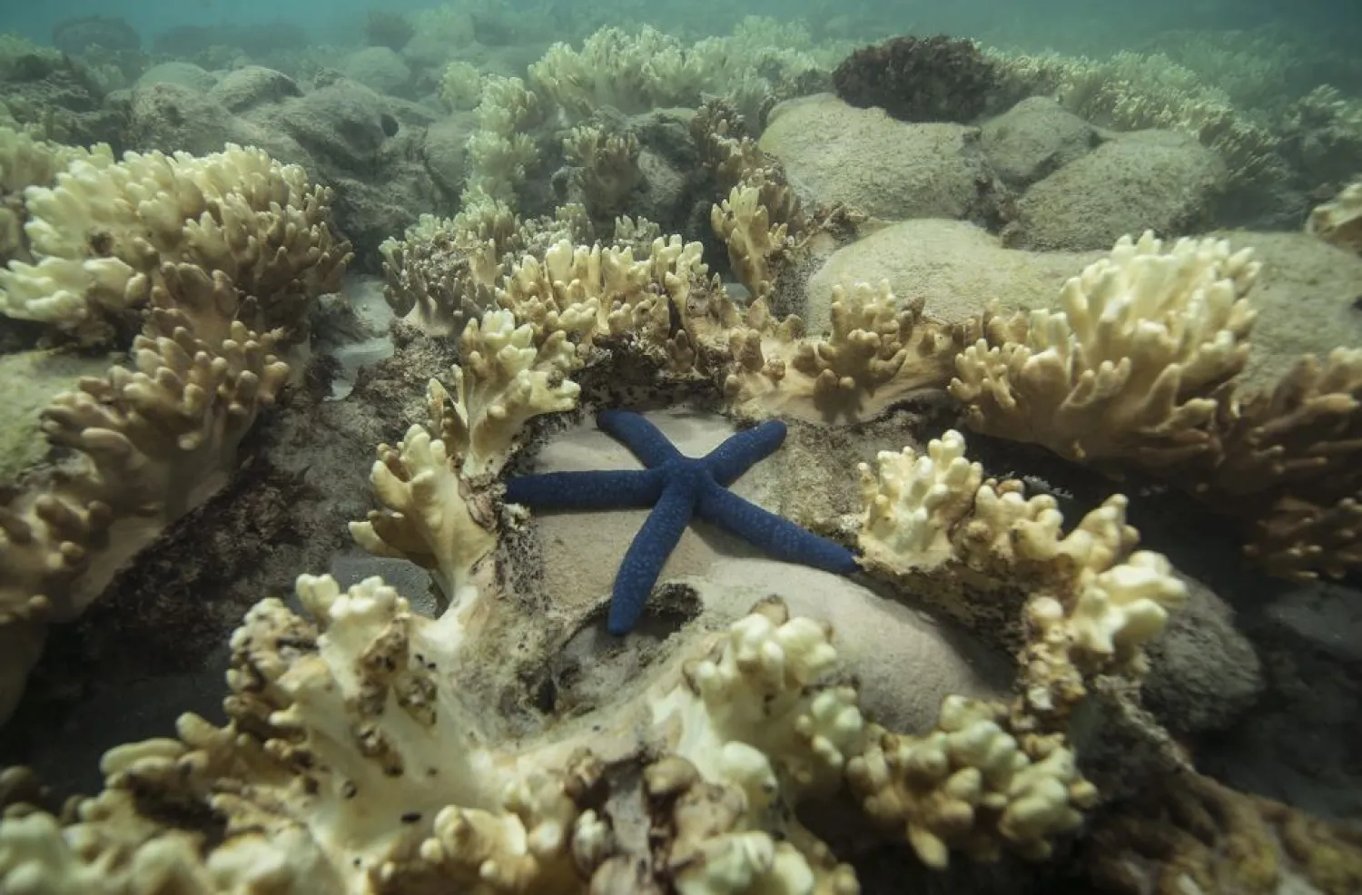 A handout picture made available by the XL Catlin Seaview Survey on 08 June 2016 shows the aftermath of the bleaching event at Lizard Island, on the Great Barrier Reef, off Queensland's coast, Australia, May 14, 2016. (Photo: XL Catlin Seaview Survey, EPA)