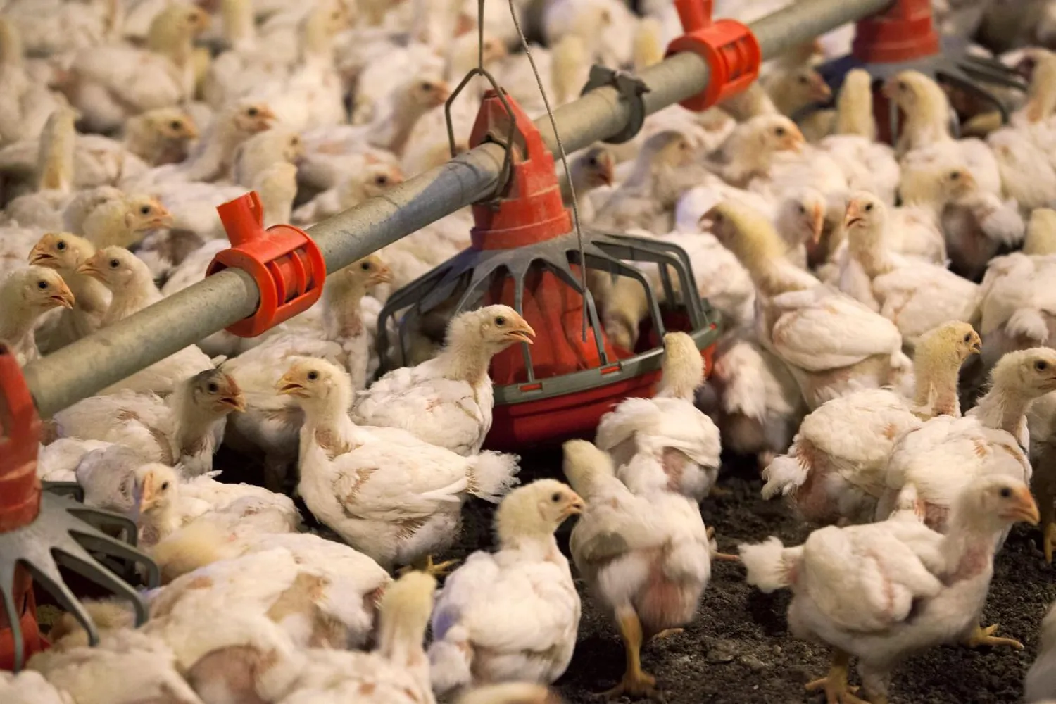 FILE PHOTO: Chickens feed from a row of feed bins at C&A Farms in Fairmont, North Carolina, US June 10, 2014. REUTERS/Randall Hill/File Photo