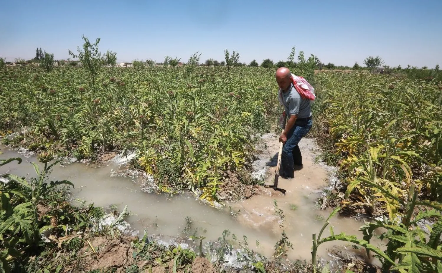 Syrian farmer Radwan Hazaa rakes the land in Deir al-Asafir in Syria's southwestern region of Eastern Ghouta, on June 10, 2019. LOUAI BESHARA / AFP