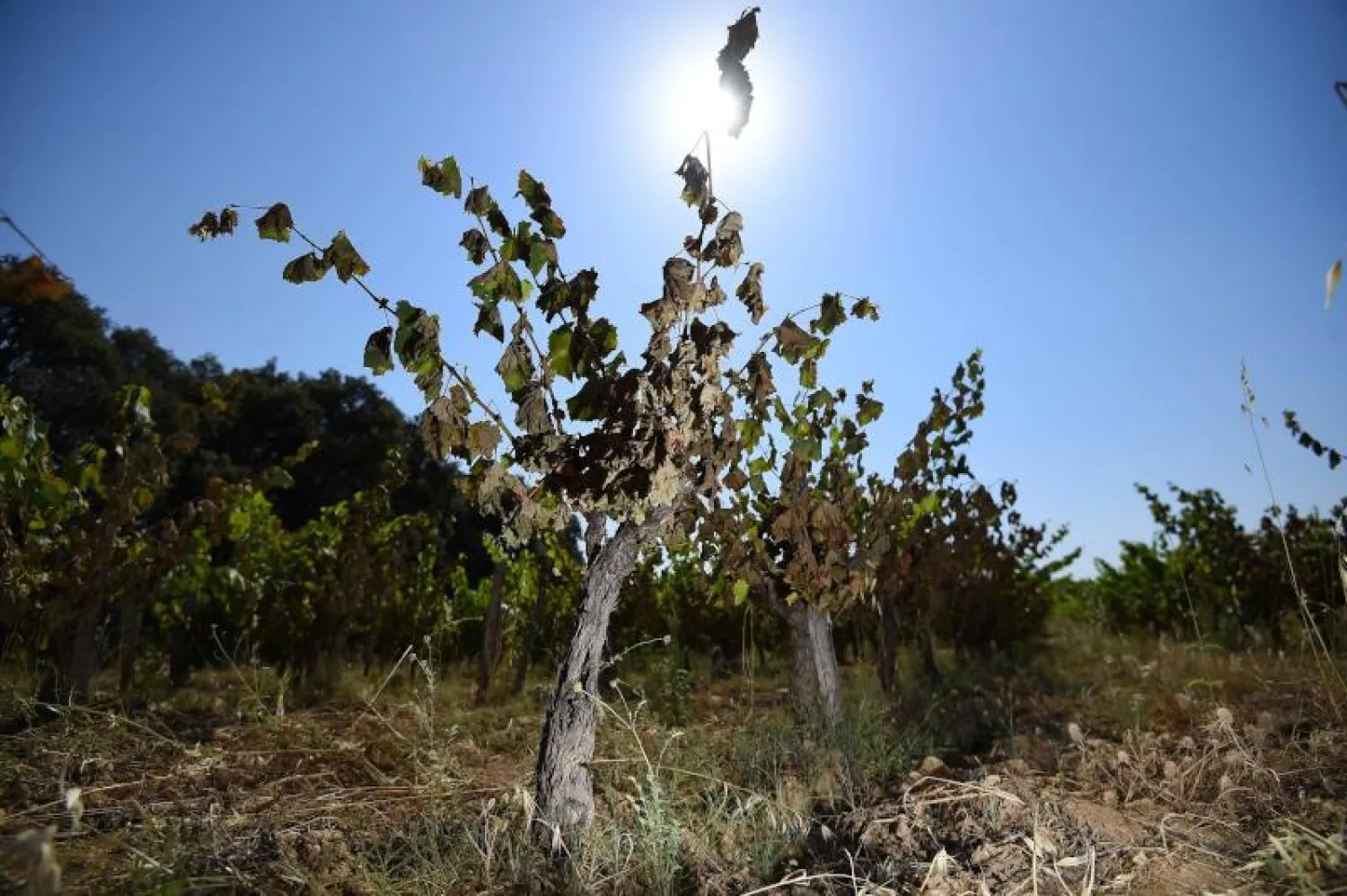 الحرارة الشديدة تحرق المحاصيل الزراعية في فرنسا (أ.ف.ب)