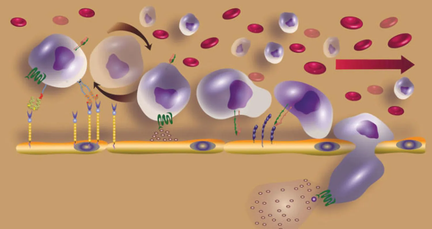رسم لخطوة الارتباط والتدحرج الأولية من عملية توجيه الخلايا الجذعية (كاوست)