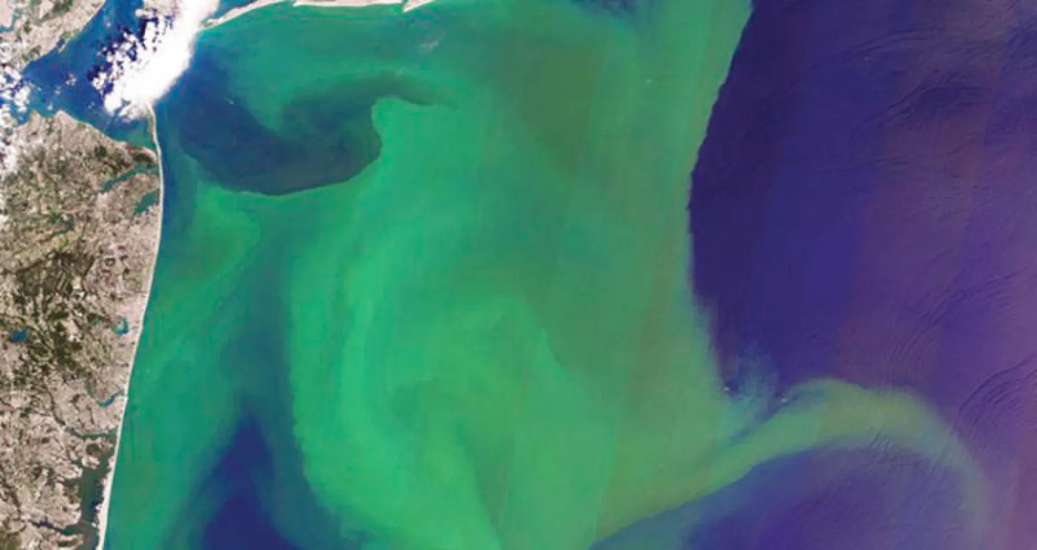 بقعة طحالب عملاقة تمتد بين أفريقيا والمكسيك