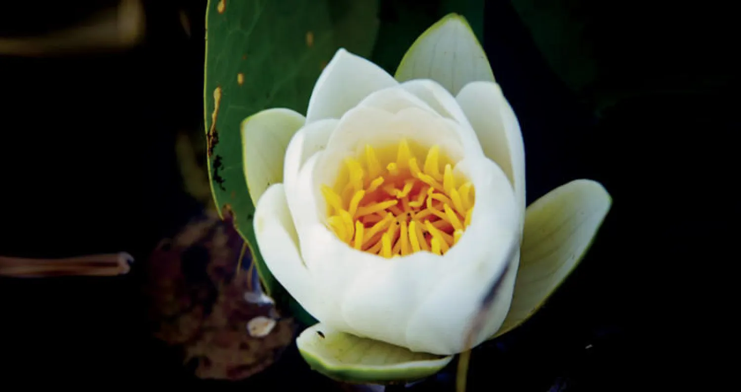 زهرة الزنبق المائي تتحدى الإشعاع النووي في تشيرنوبل