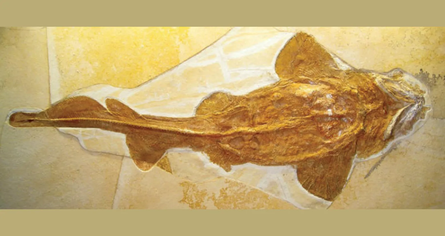 القرش الأبيض