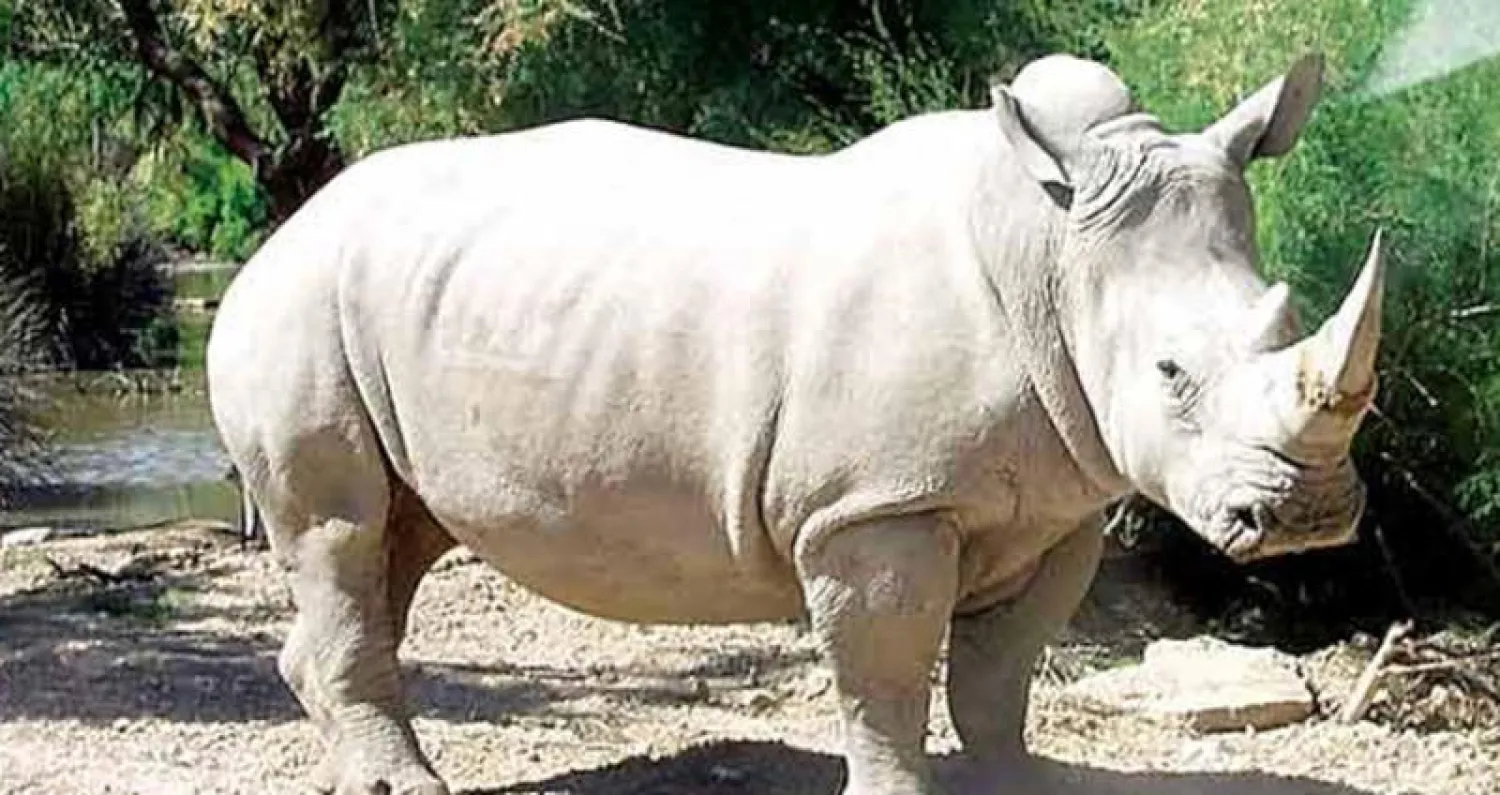 وحيد القرن الأبيض الشمالية في كينيا