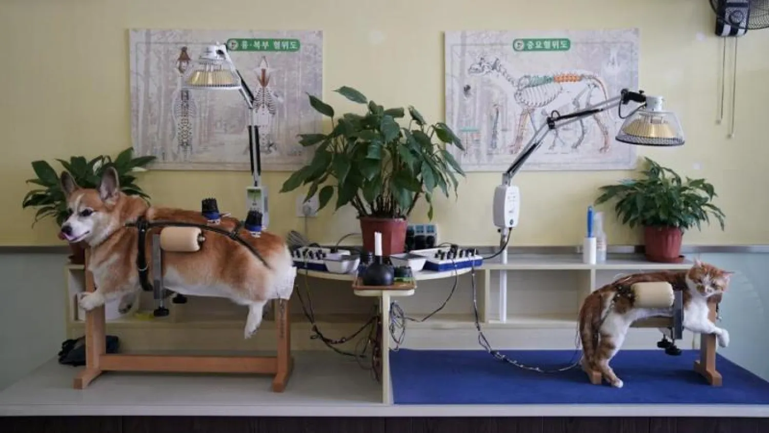 كلب وقطة يتلقيان العلاج في إحدى العيادات البيطرية بالصين (أرشيف - رويترز)
