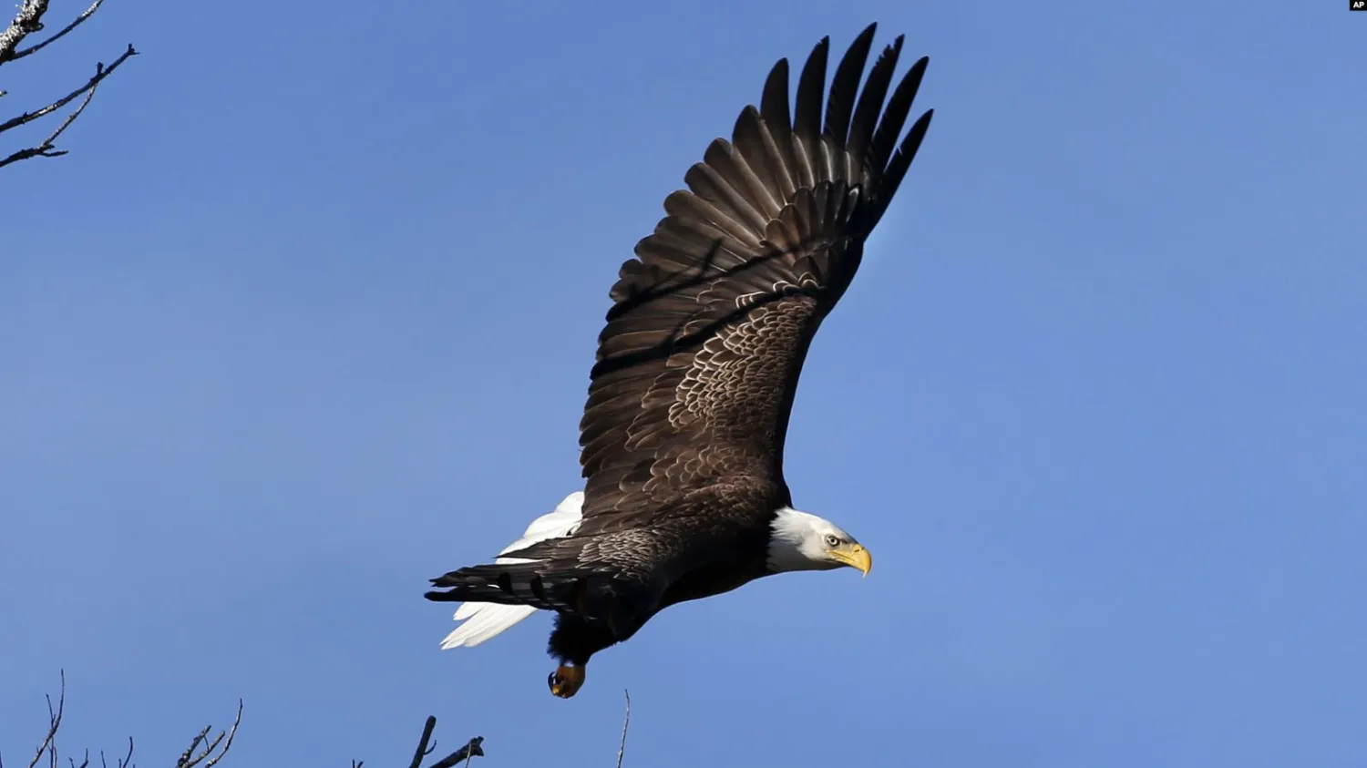 In this March 31, 2015 file photo, a bald eagle takes flight in
Newcastle, Maine. (AP Photo/Robert F. Bukaty)