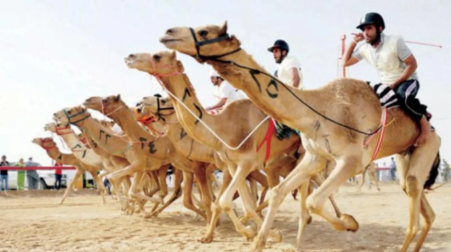 تم تخصيص جوائز مالية تبلغ قيمتها الإجمالية 52 مليون ريال يتنافس عليها مجموعة كبيرة من ملاك الهجن المحلية والدولية (الشرق الأوسط)