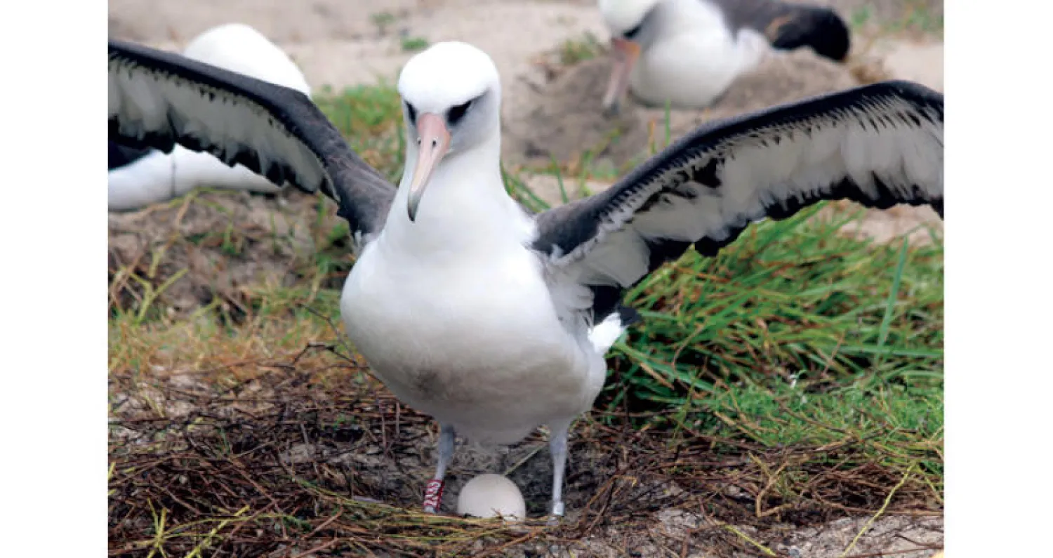 الكتاكيت تتواصل مع بعضها بعضاً من بيضة إلى أخرى