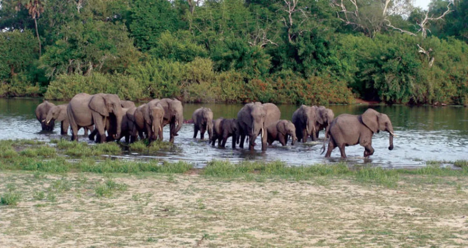 تبلغ مساحة محمية سيلوس 50 ألف كيلومتر مربع وتعد من إحدى أكبر المناطق المحمية في أفريقيا (رويترز)