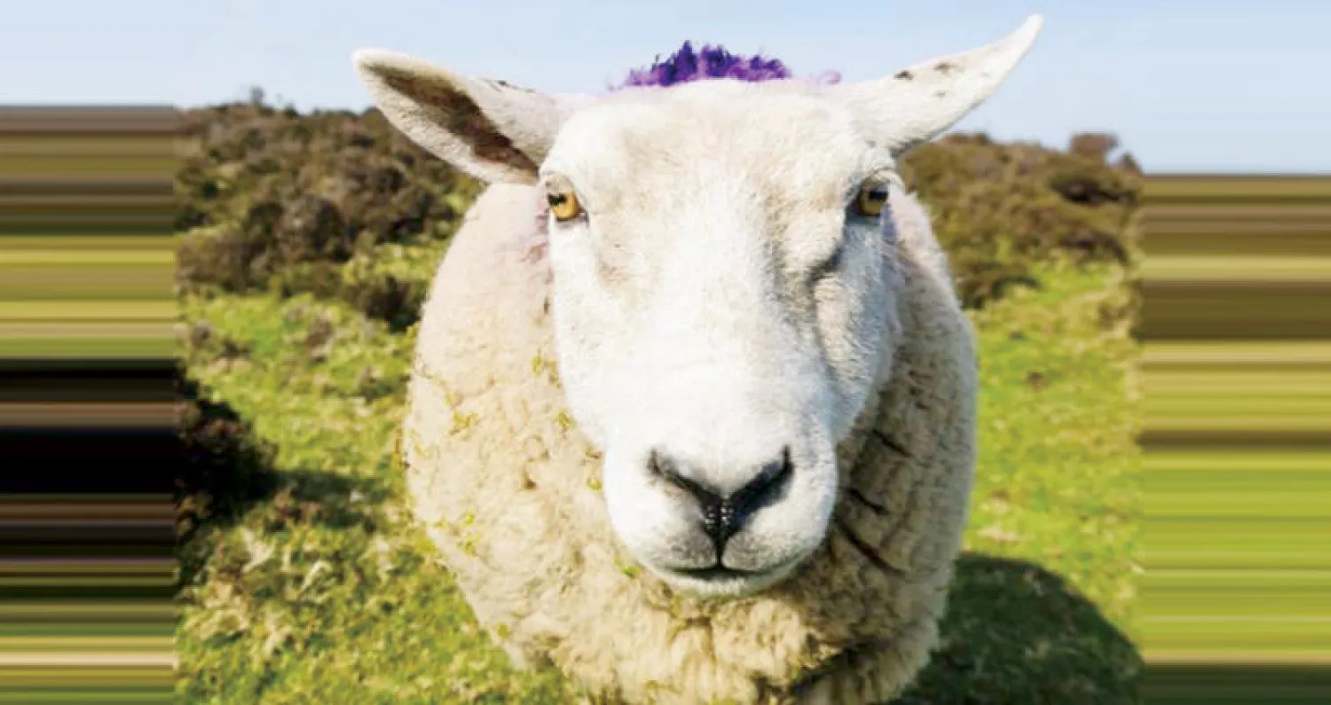 بريطاني يتصل بالطوارئ ليقول إن الأغنام ستأكل أولاده