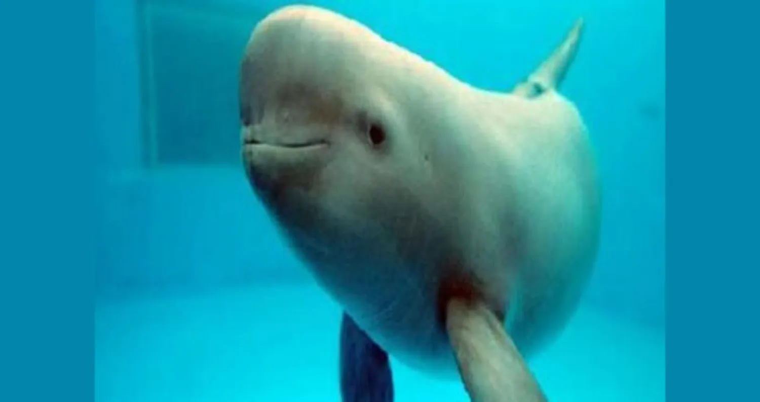 تعداد كائن بحري مهدد بالانقراض يتراجع إلى أقل من 19