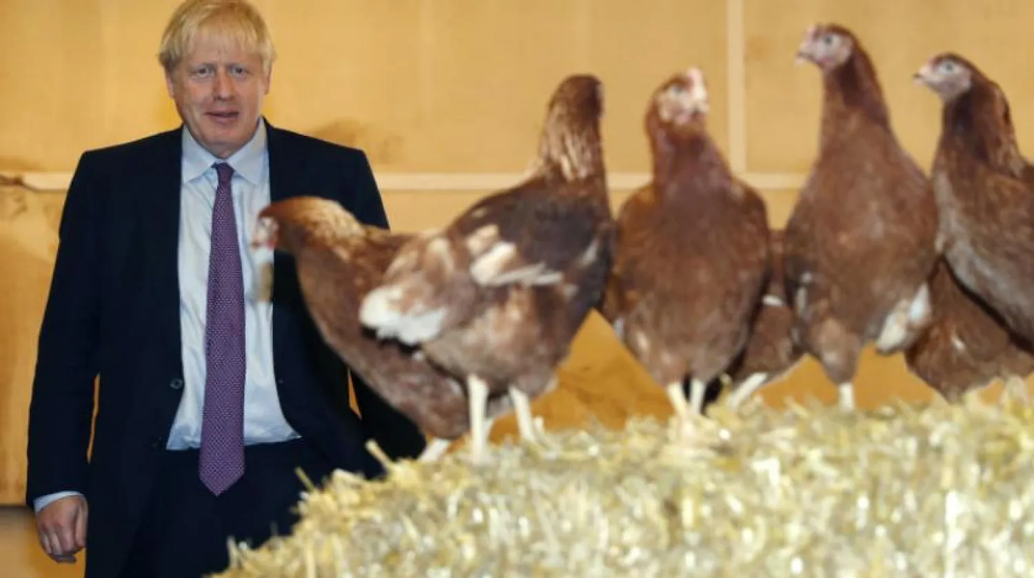 İngiltere Başbakanı Boris Johnson, dün Galler’deki tavuk çiftliklerinden birini ziyaret ederken (AP)