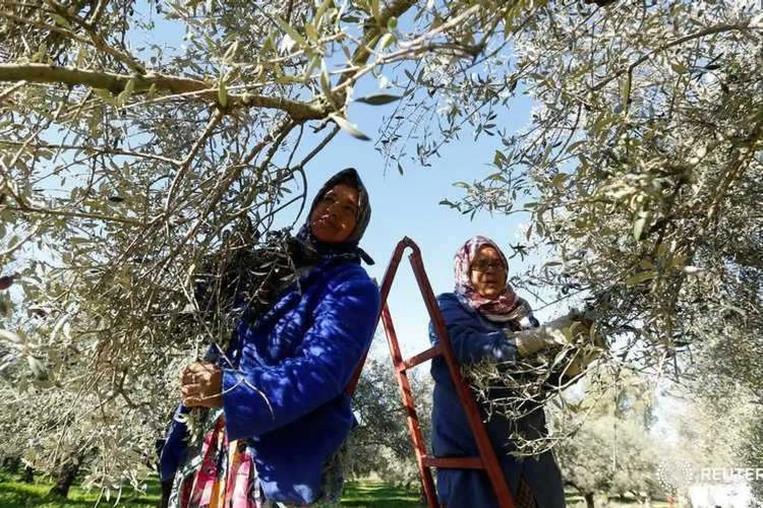 Women harvest oil from trees in Sidi Thabet, Tunisia (File photo: Reuters)