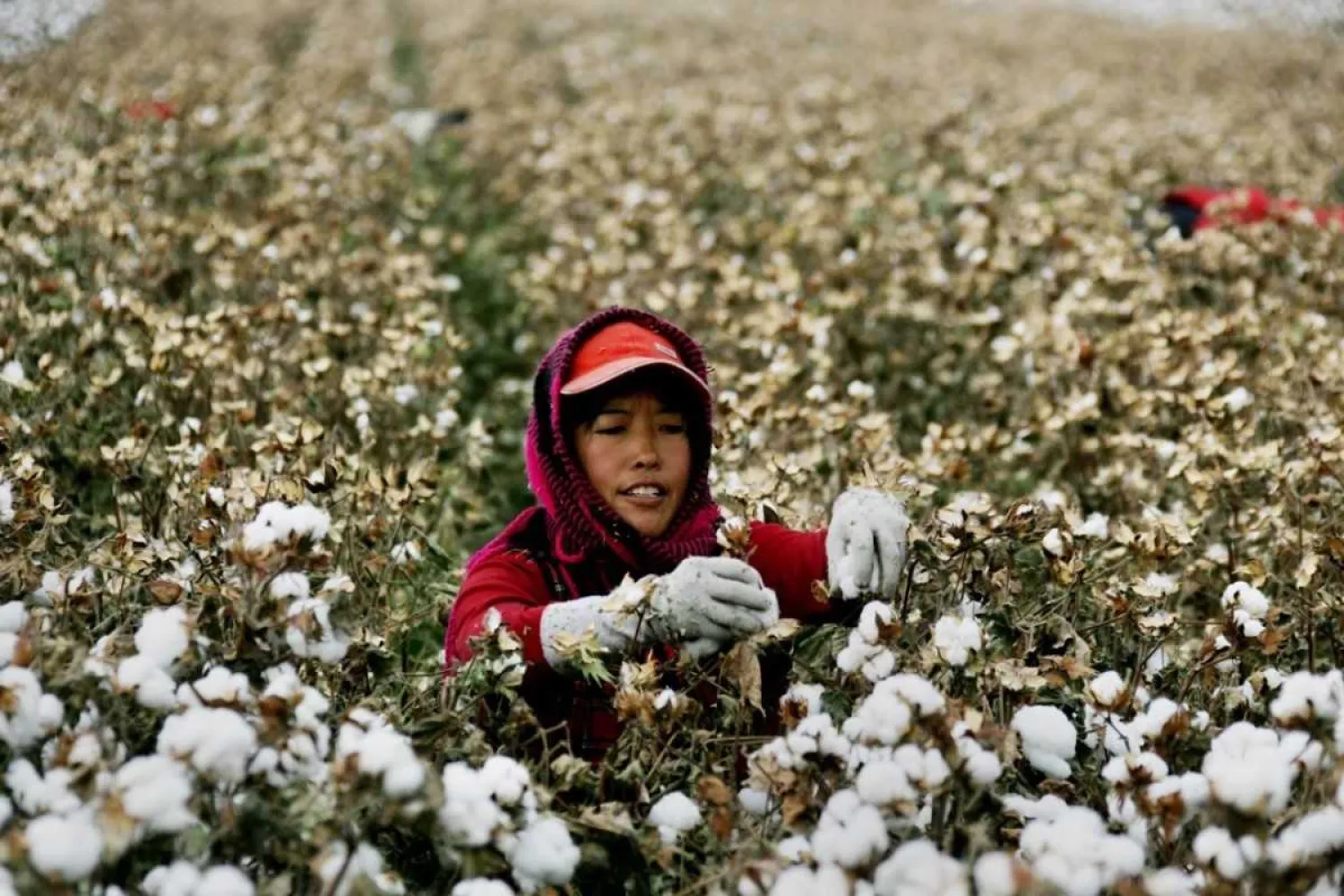 A worker picking cotton during the harvest season in Hami, northwest China's Xinjiang region. Photo: AFP