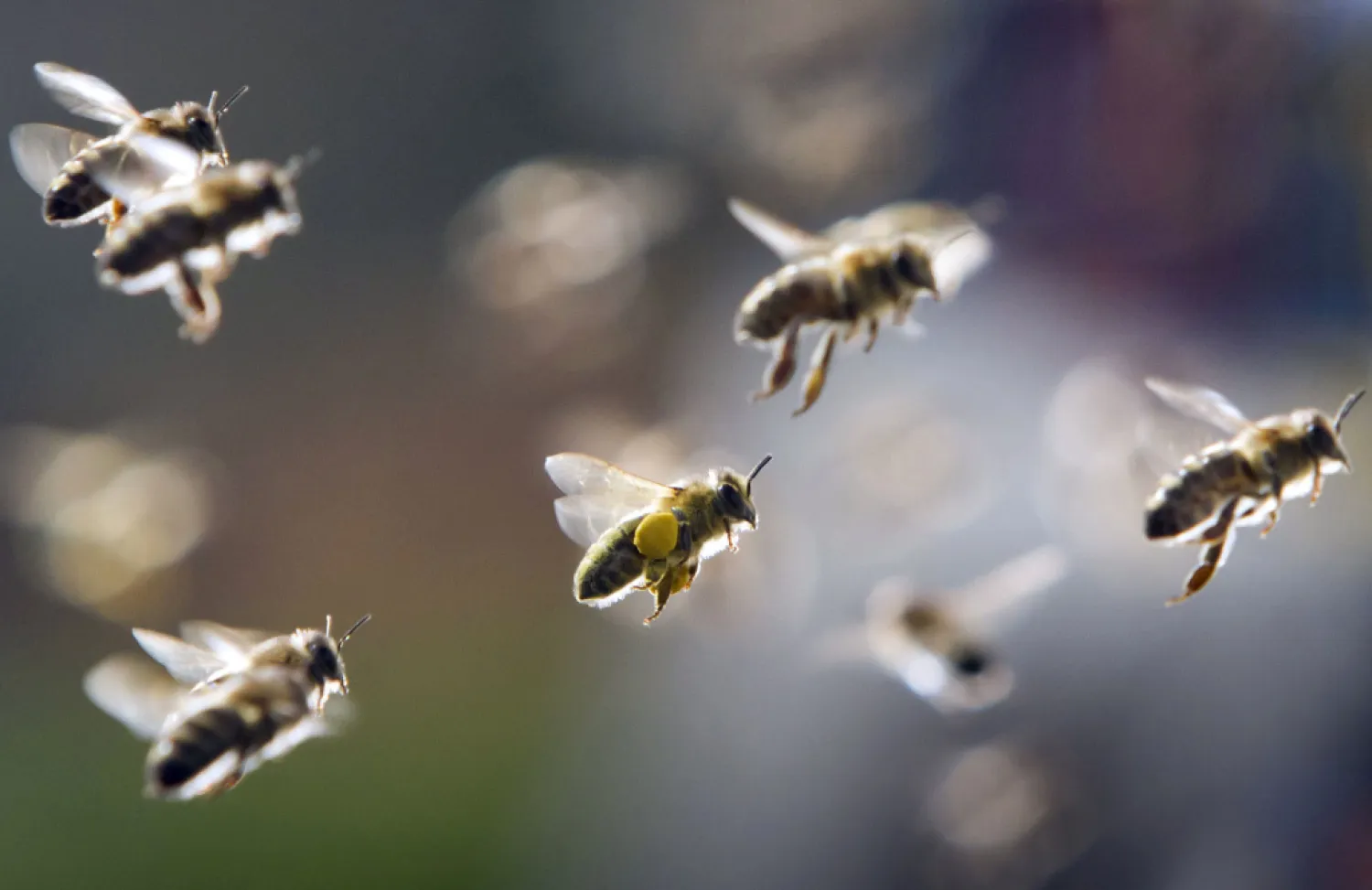 In this file photo, bees, partly loaded with pollen, return to their hive in central Germany. (Getty Images)