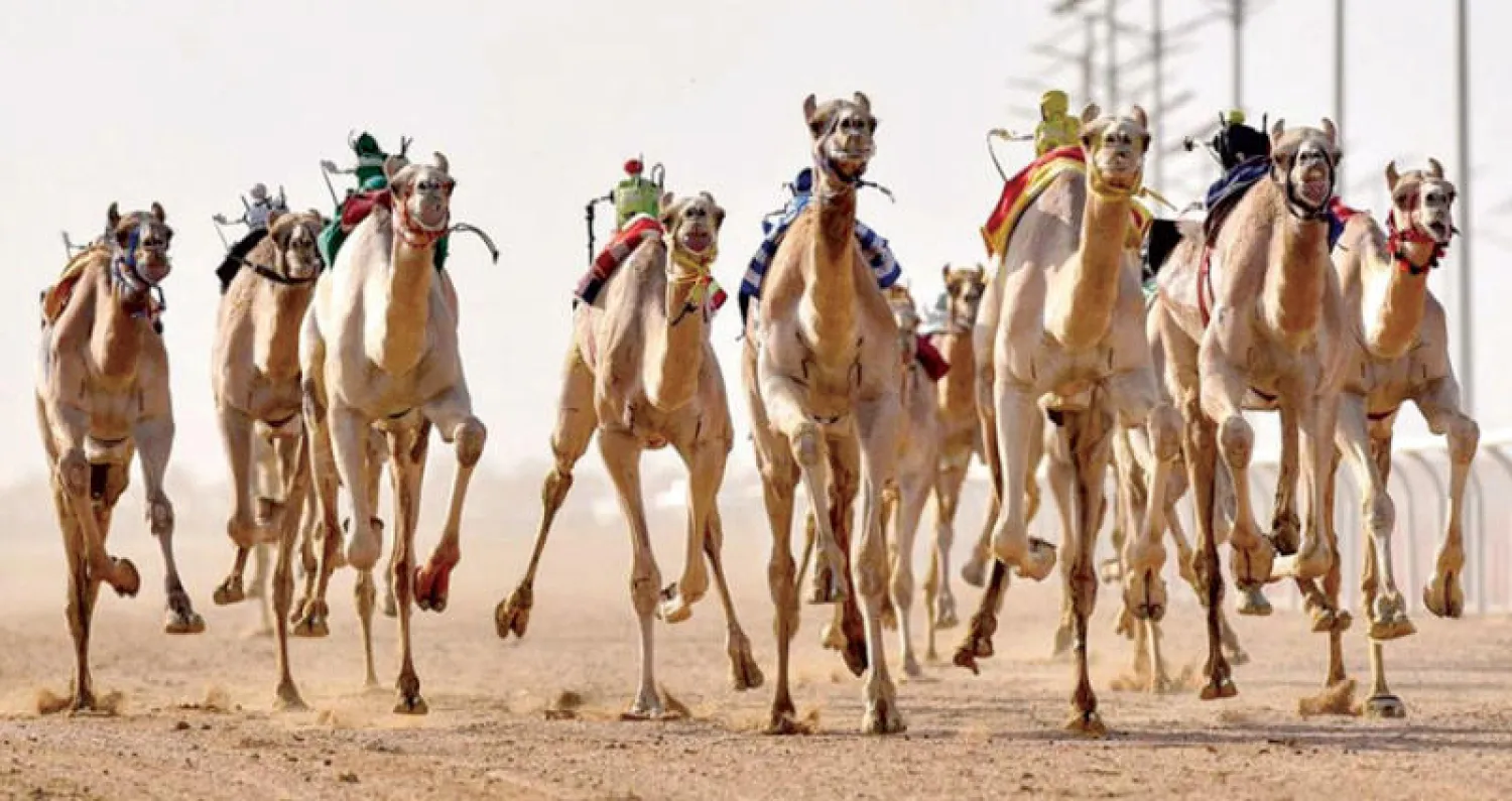منافسات مثيرة شهدتها النسخة الثانية من مهرجان ولي العهد للإبل (واس)
