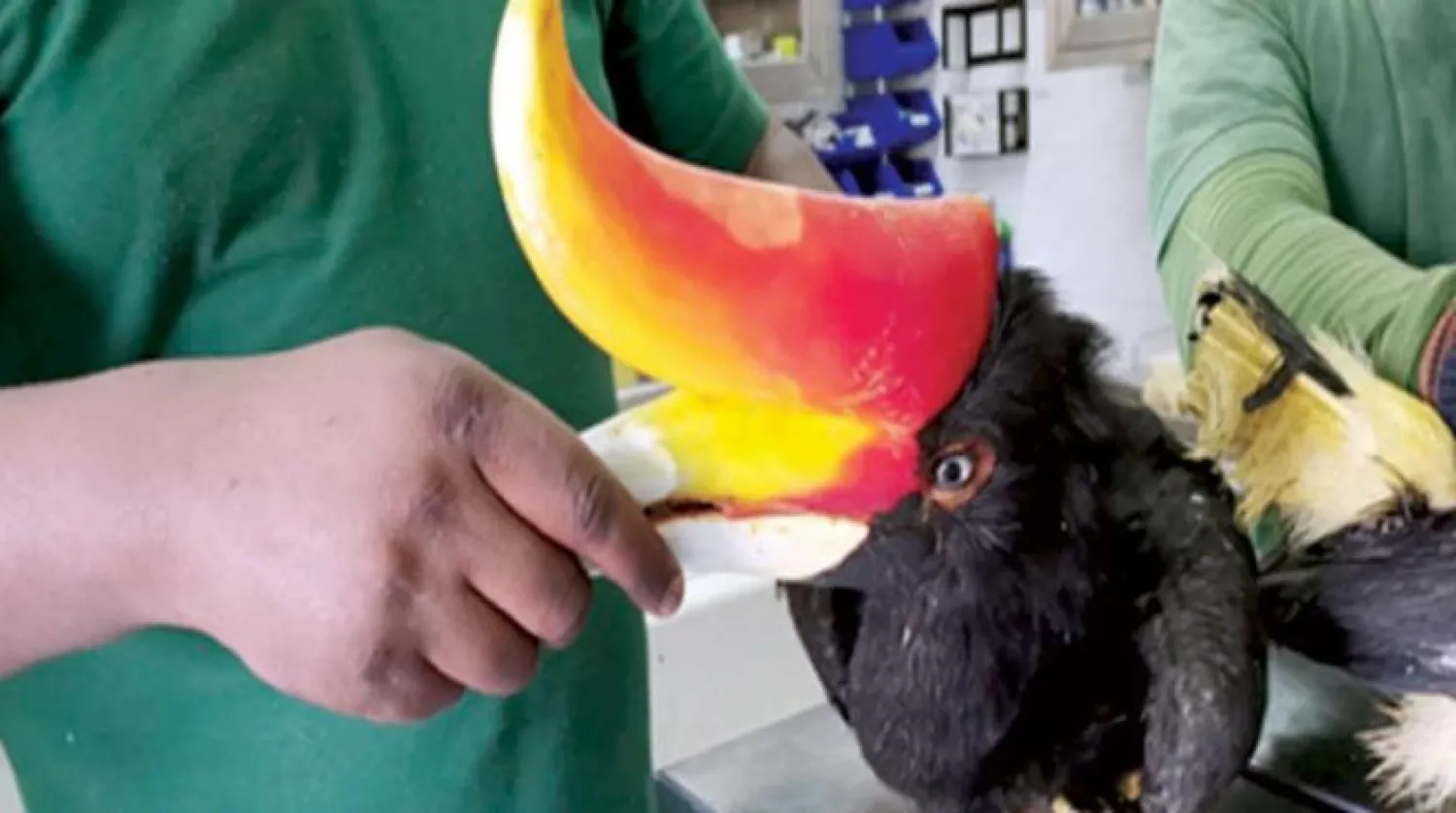 One of the birds seized by the EPAA during the smuggling operation