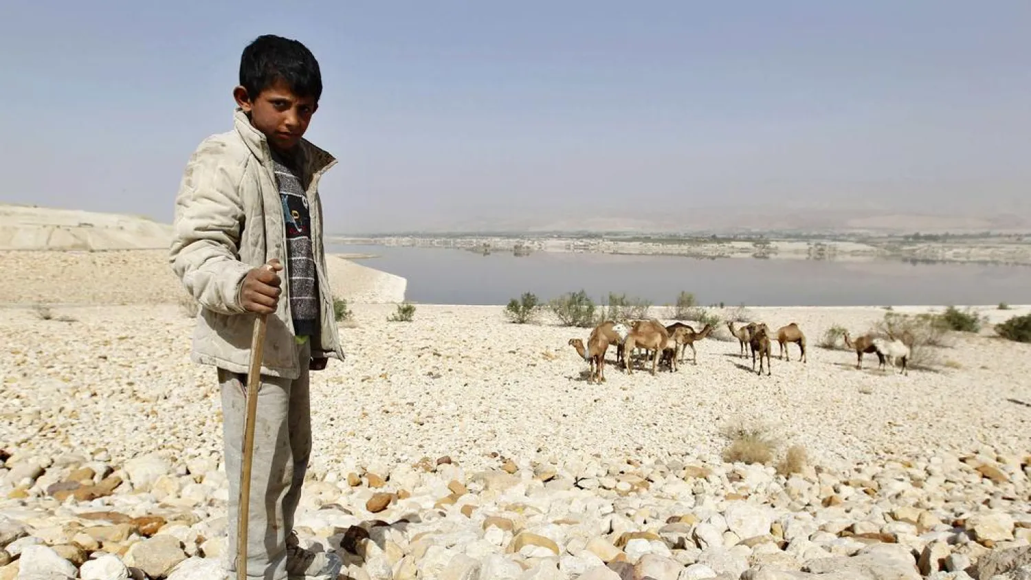 A boy shepherds camels near Al Karamah Dam in Shouneh, Jordan. (Reuters)