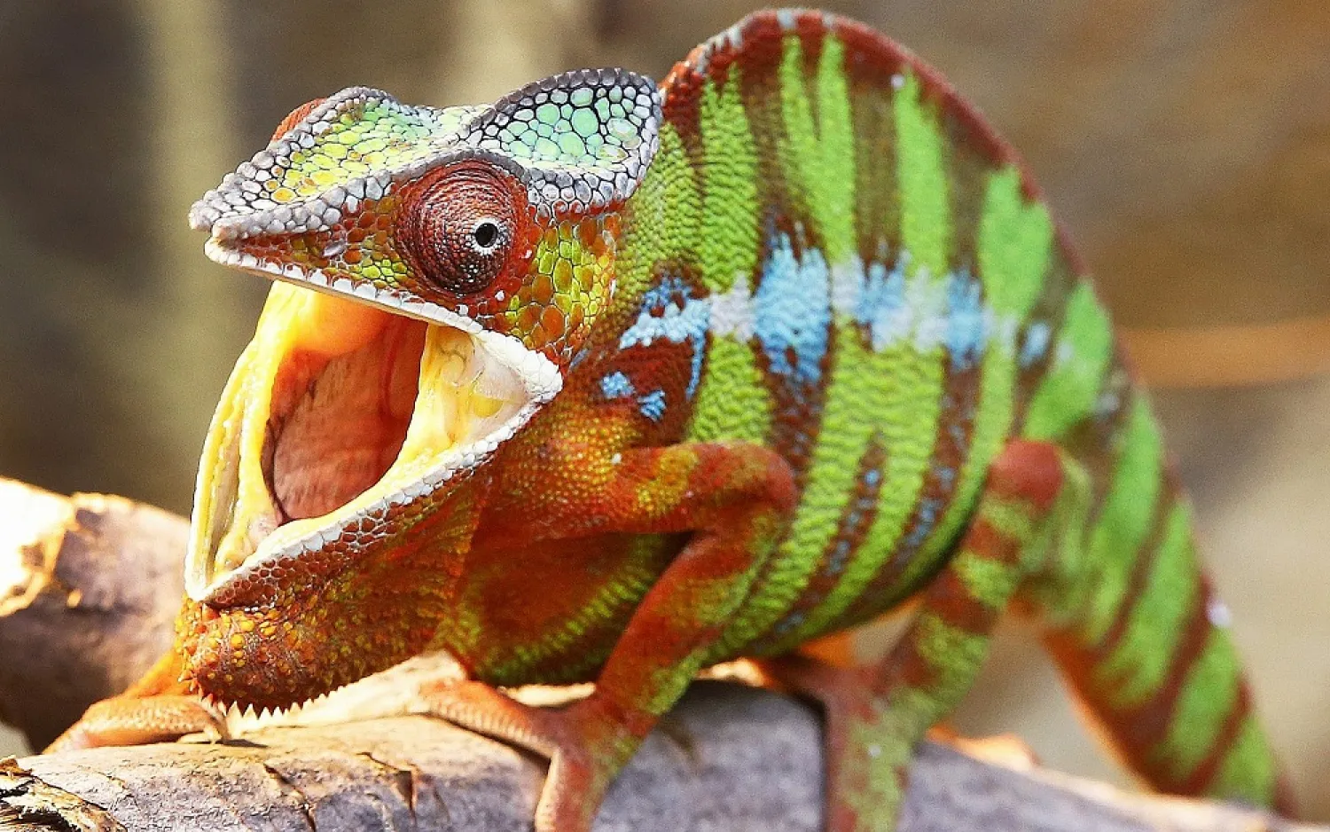 A panther chameleon in its enclosure in a zoo in Frankfurt, Germany, May 5, 2017. (AP)