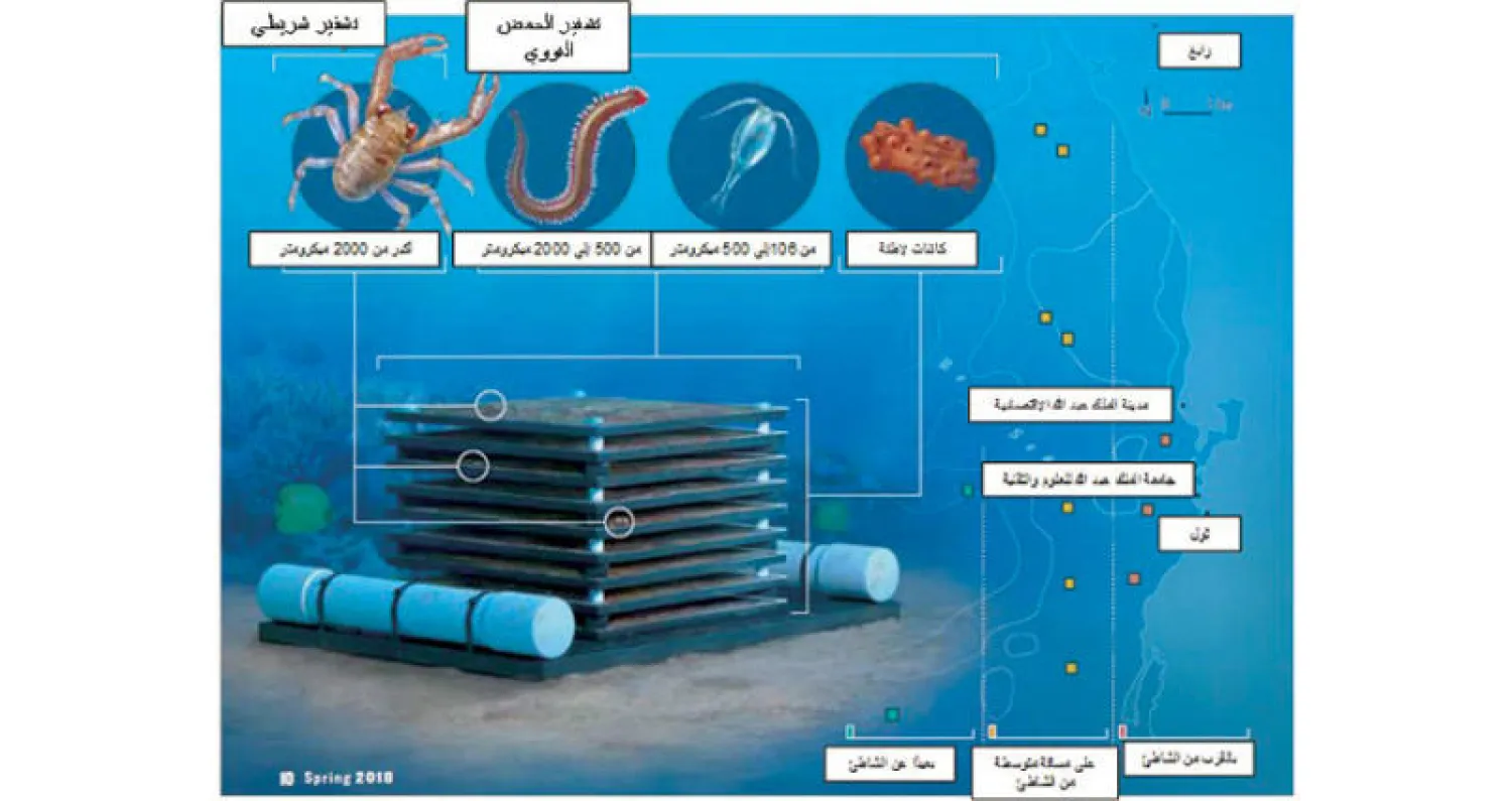 كائنات خفية في الشعاب المرجانية تُظهر أنماط تنوع حيوي متباينة
