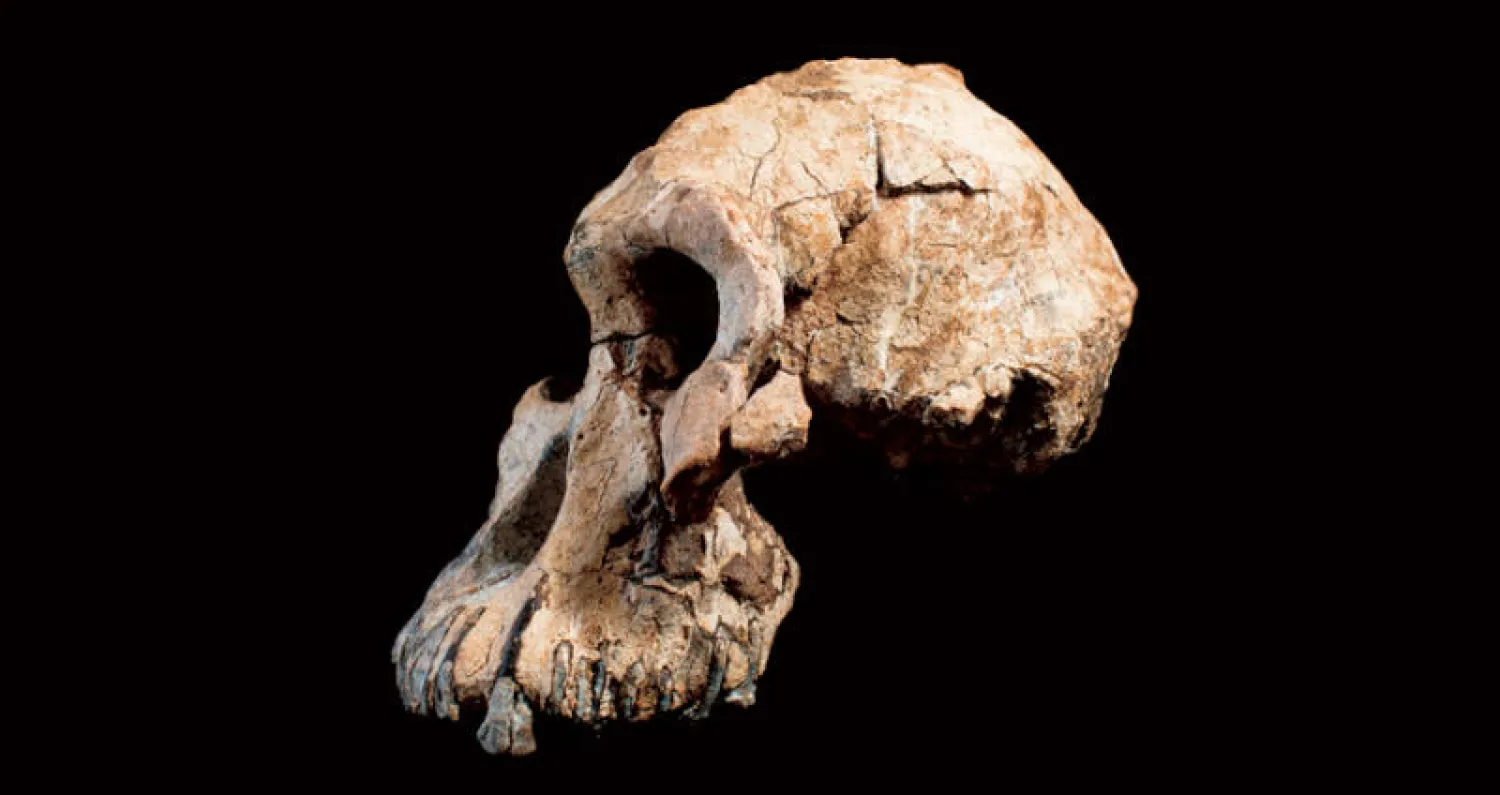 جمجمة لأحد أسلاف البشر في إثيوبيا (أ.ف.ب)
