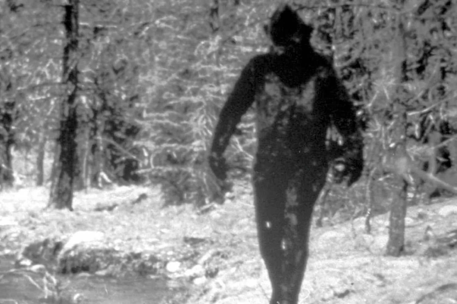 Bazı yerel sakinler yaratığın koca ayak olabileceğini söylüyor (AP)