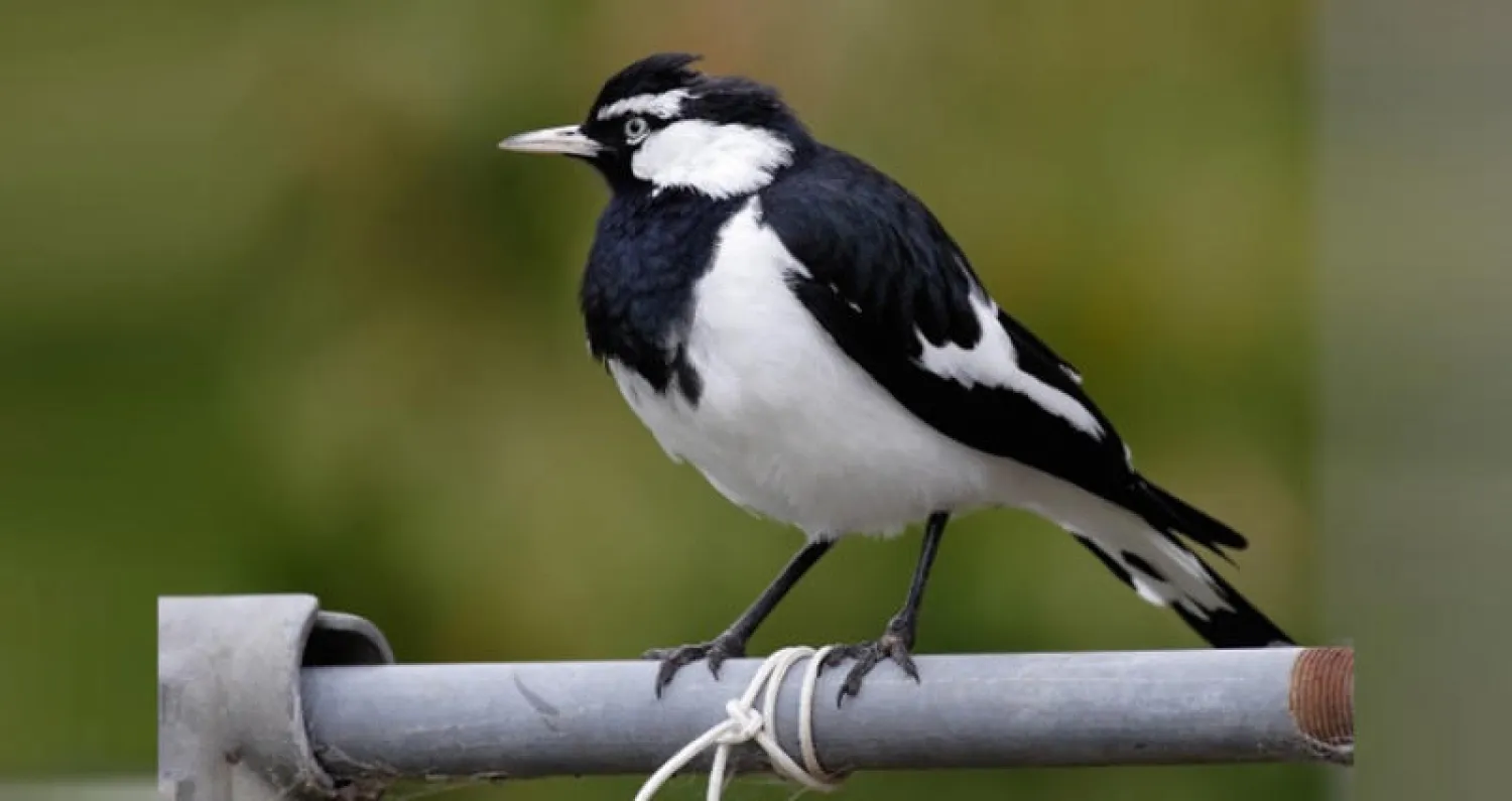 طائر العقعق