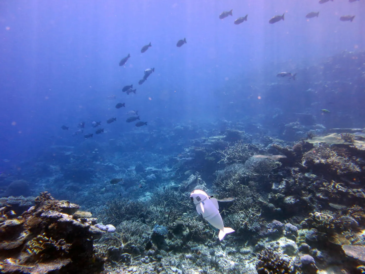 A robot fish dubbed SoFi, created by MIT's Computer Science and Artificial Intelligence Laboratory to explore marine environments, swims at Rainbow Reef off Taveuni, Fiji. Photo: MIT CSAIL handout via Reuters