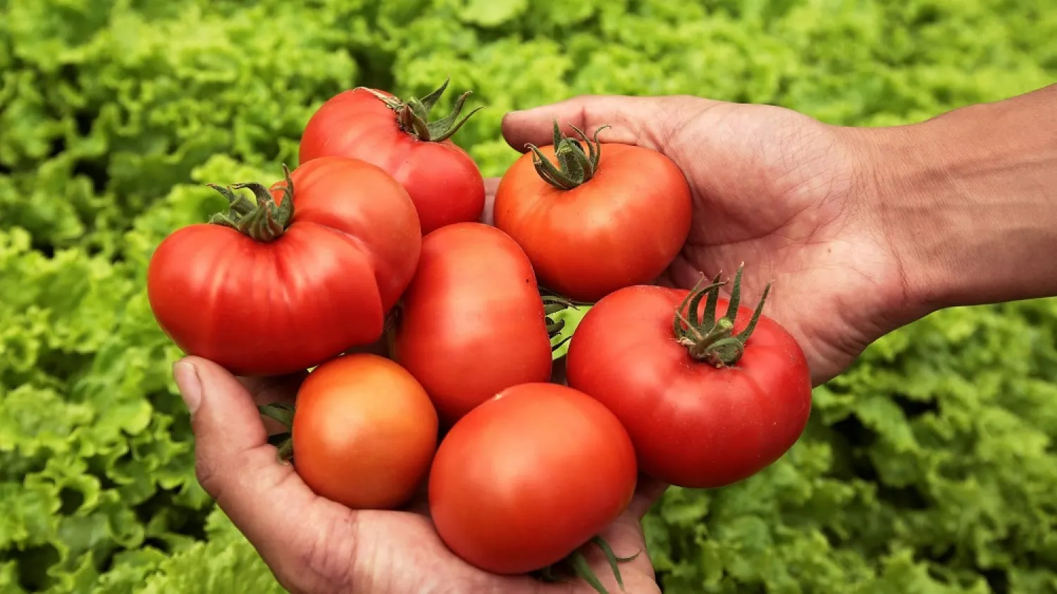 Tomatoes are rich in lycopene. (Reuters)