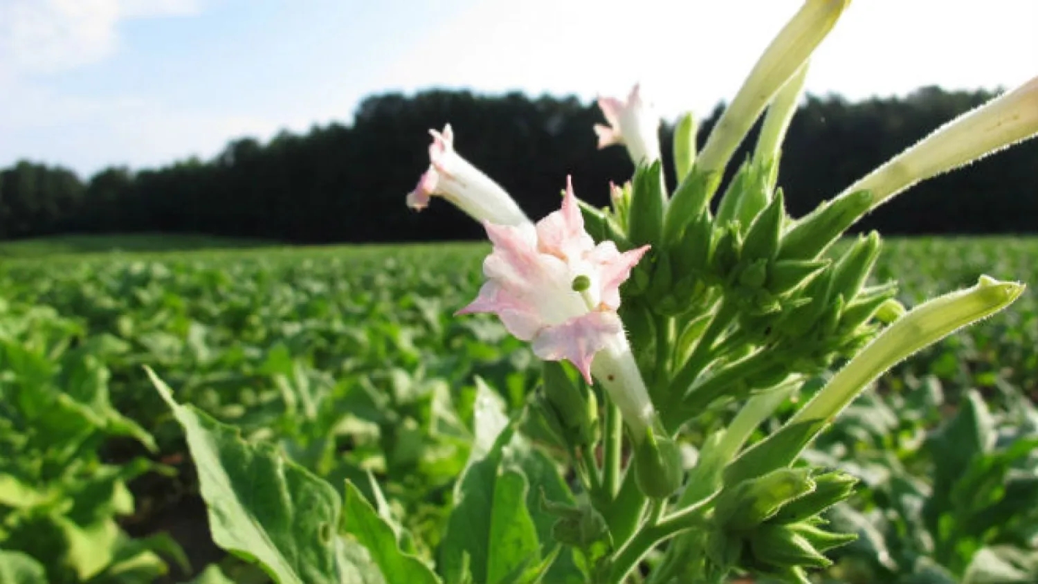 A tobacco flower waves in a dew-covered field outside Rolesville, N.C., on Wednesday, Aug. 13, 2014. (AP Photo/Allen G.Breed)