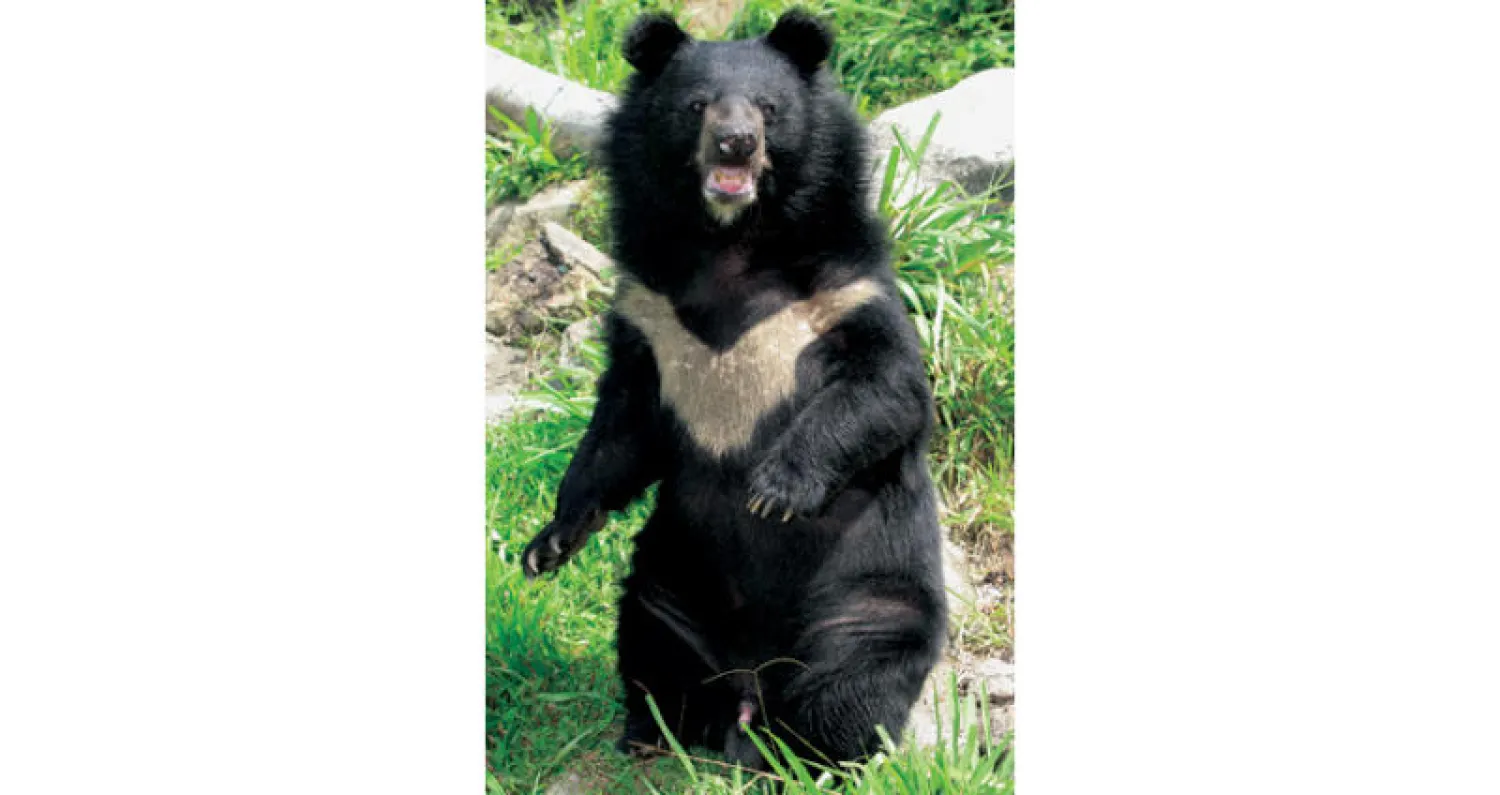 إنقاذ 7 من دببة القمر في فيتنام بعد بقائها في الأسر 17 عاماً