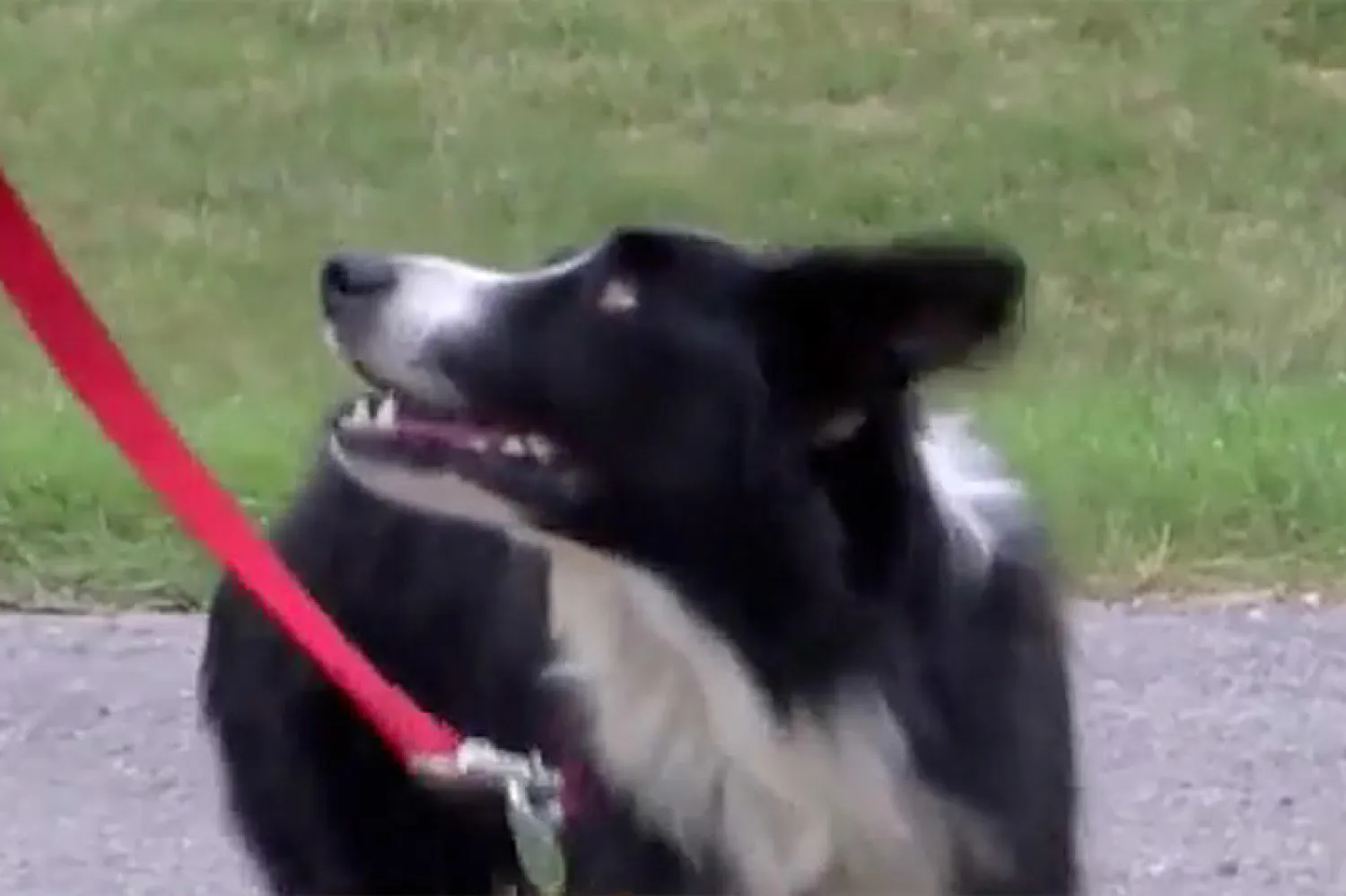 الكلبة التي تُعرف باسم كاتي (بيبول)