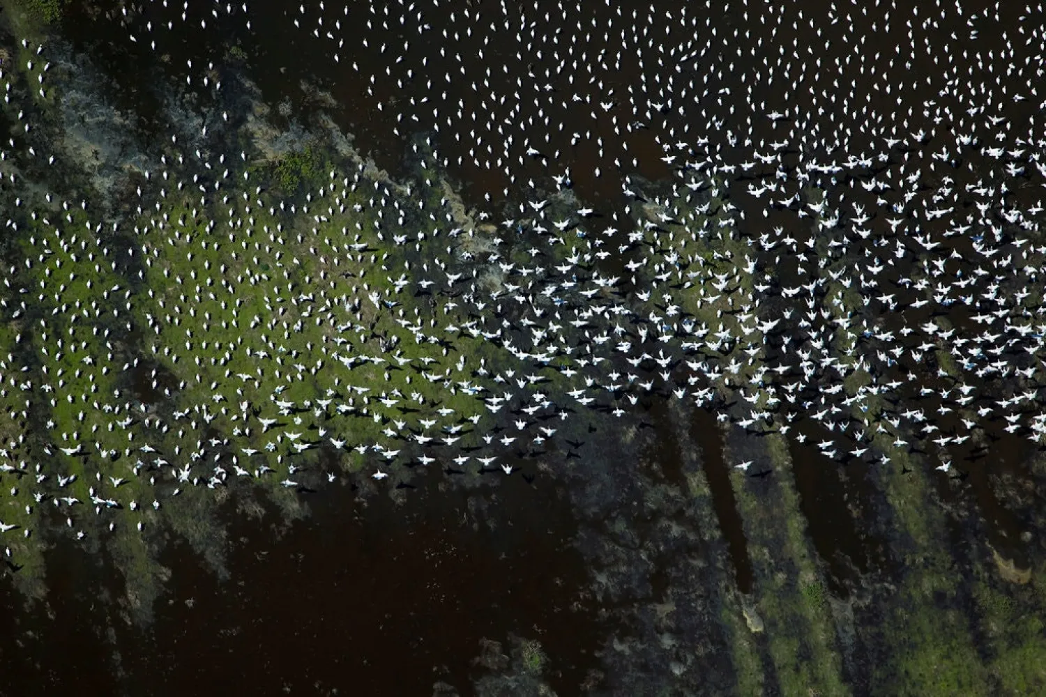 Wintering snow geese in the Sacramento Valley.
Credit
Aerial Archives/Alamy