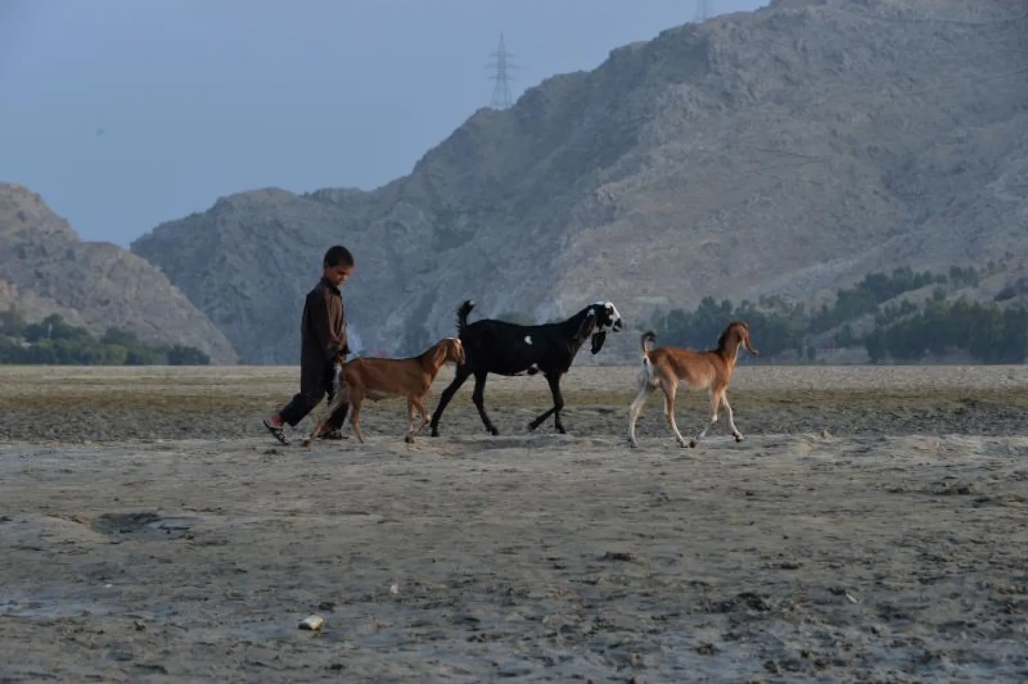 صبي يسوق 3 من رؤوس الماعز قرب جلال آباد (أ.ف.ب)