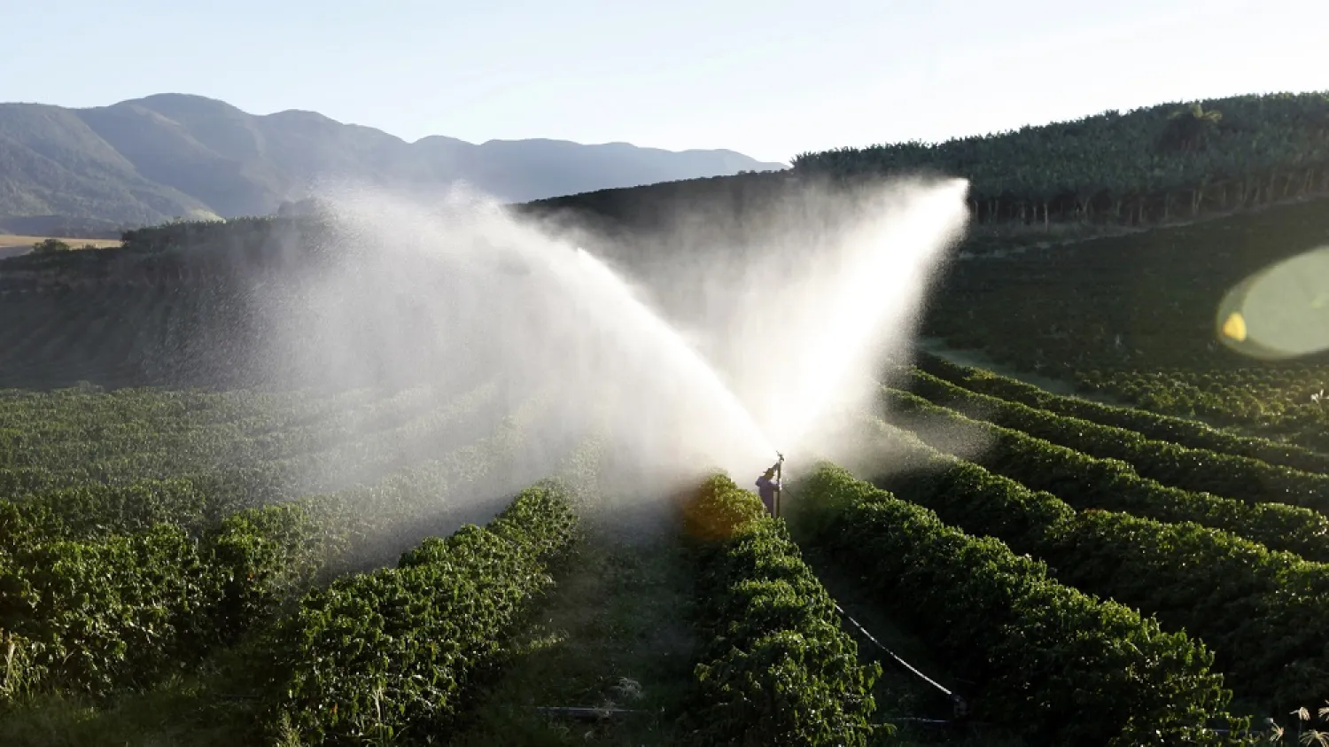 Coffee trees are irrigated in a farm in Santo Antonio do Jardim, Brazil. (Reuters)