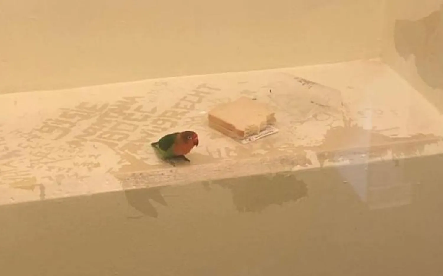 الصورة التي نشرتها الشرطة الهولندية على «إنستغرام» للببغاء