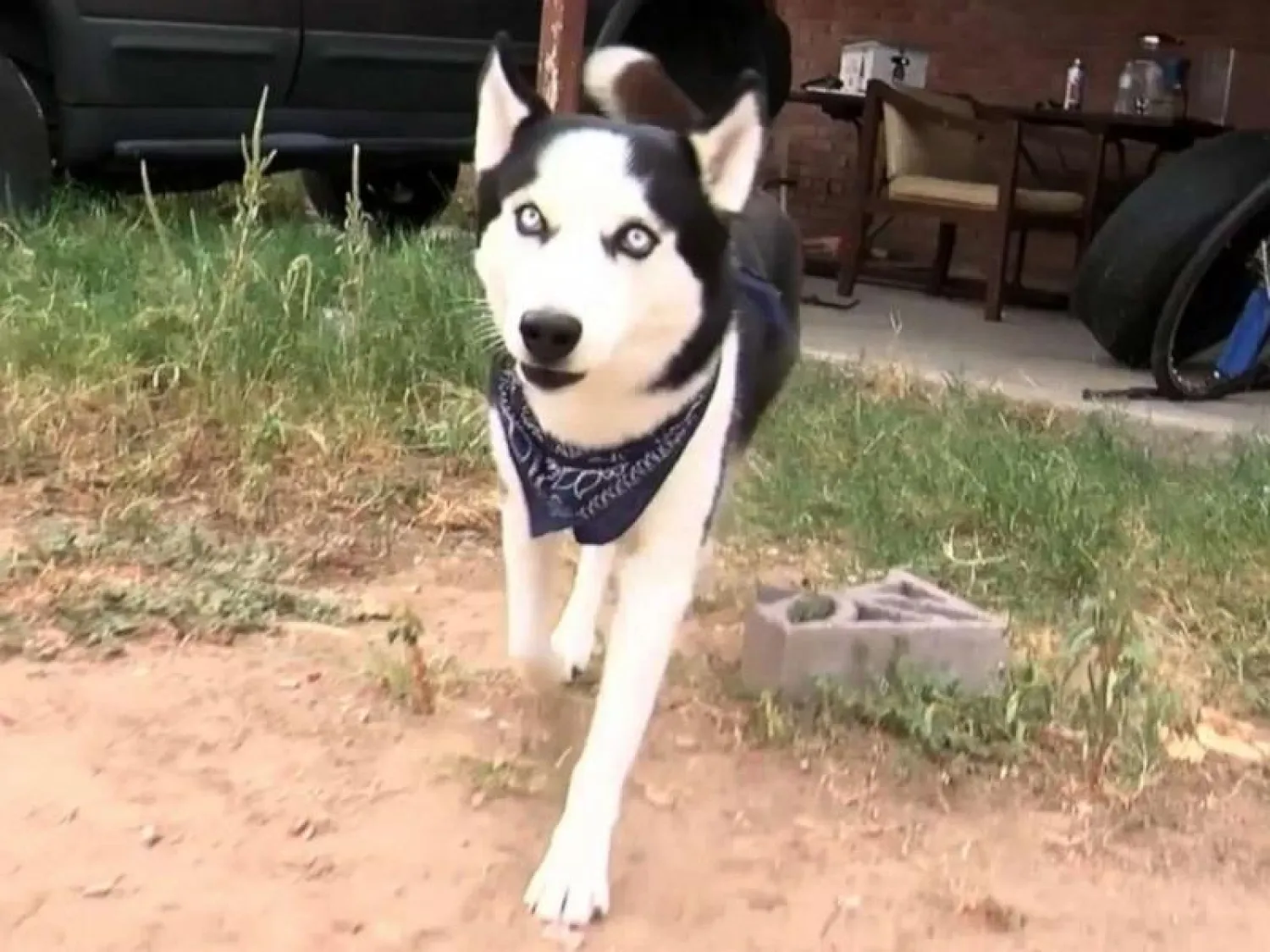 الكلبة بيلا التي عثر عليها في نيو مكسيكو (إيه بي سي نيوز)