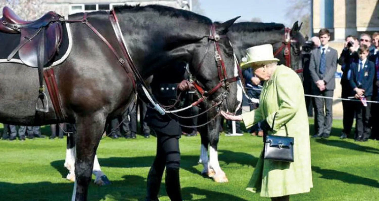 ملكة بريطانيا تبحث عن «سايس» لخيولها