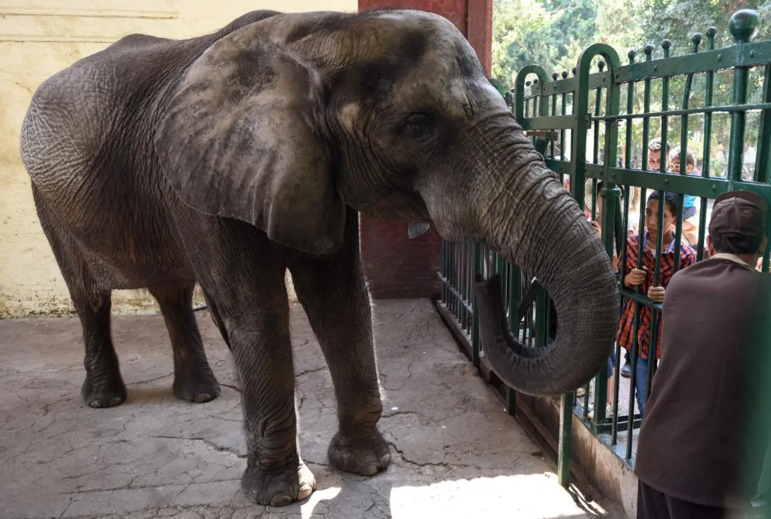 Egypt’s Giza zoo has announced the death of its last elephant, Naima. (AFP)