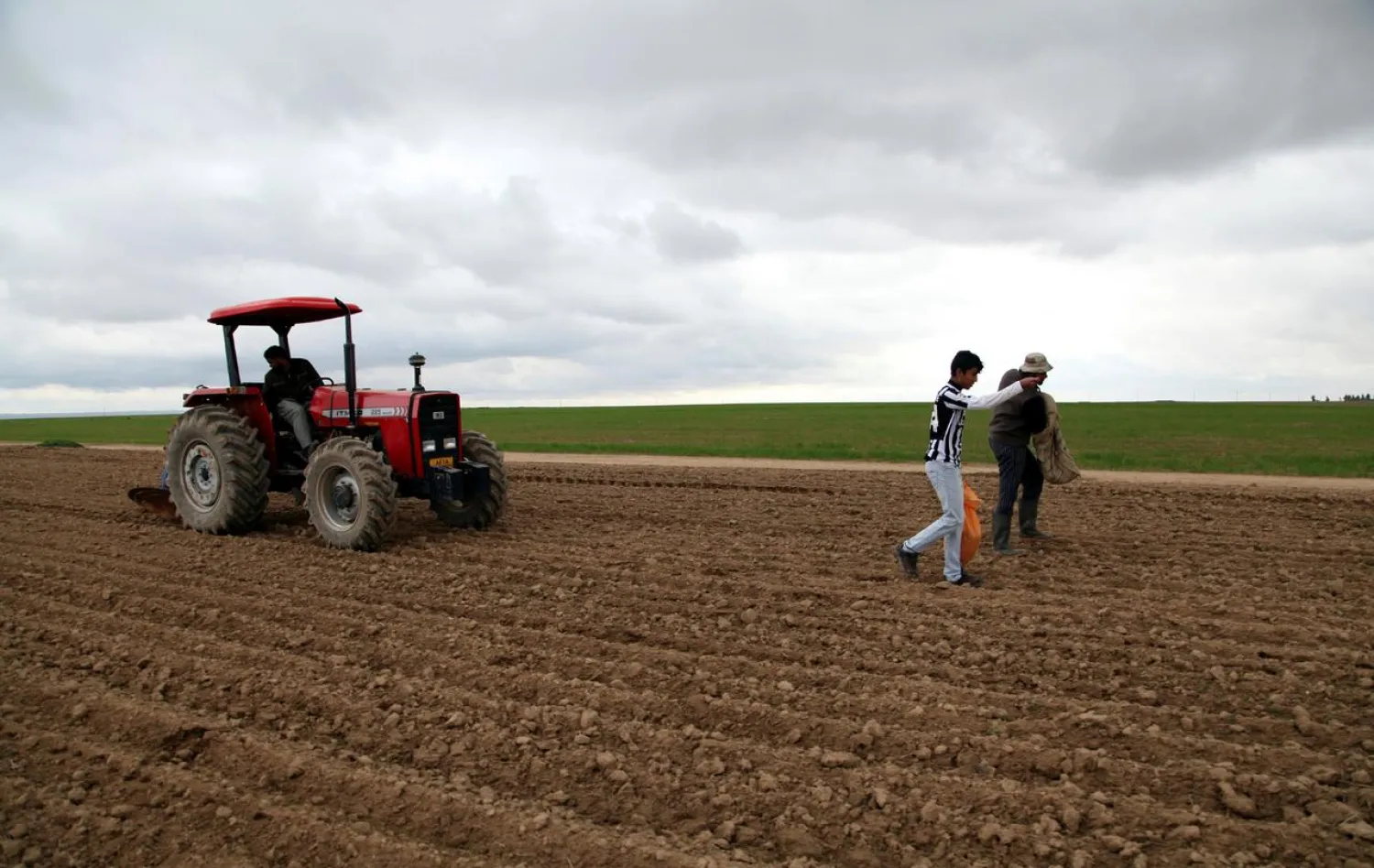 Farmers scatter wheat seeds on a field in the Makhmur district, southeast of Mosul January 8, 2015. (Reuters)