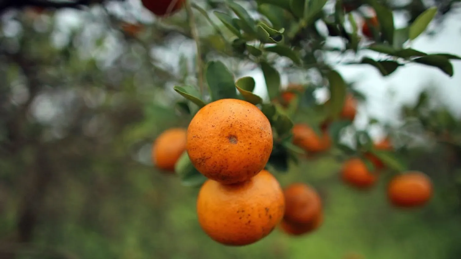 File photo of Florida oranges. (Getty Images)