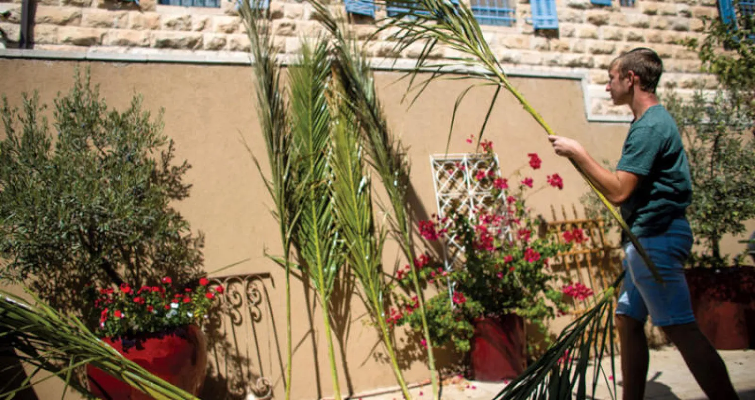 فتى يهودي ينظّف سعف نخيل استعداداً للاحتفال بـ«عيد العرش» في القدس أمس (رويترز)