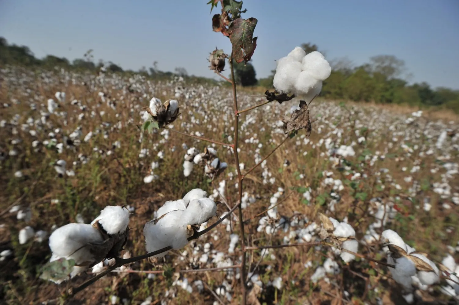 Cotton fields in Africa. (Getty Images)